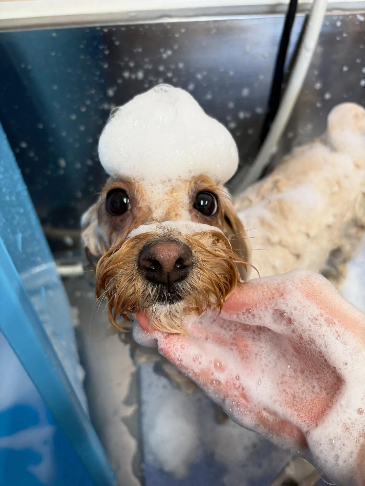 犬のトリミング✂️