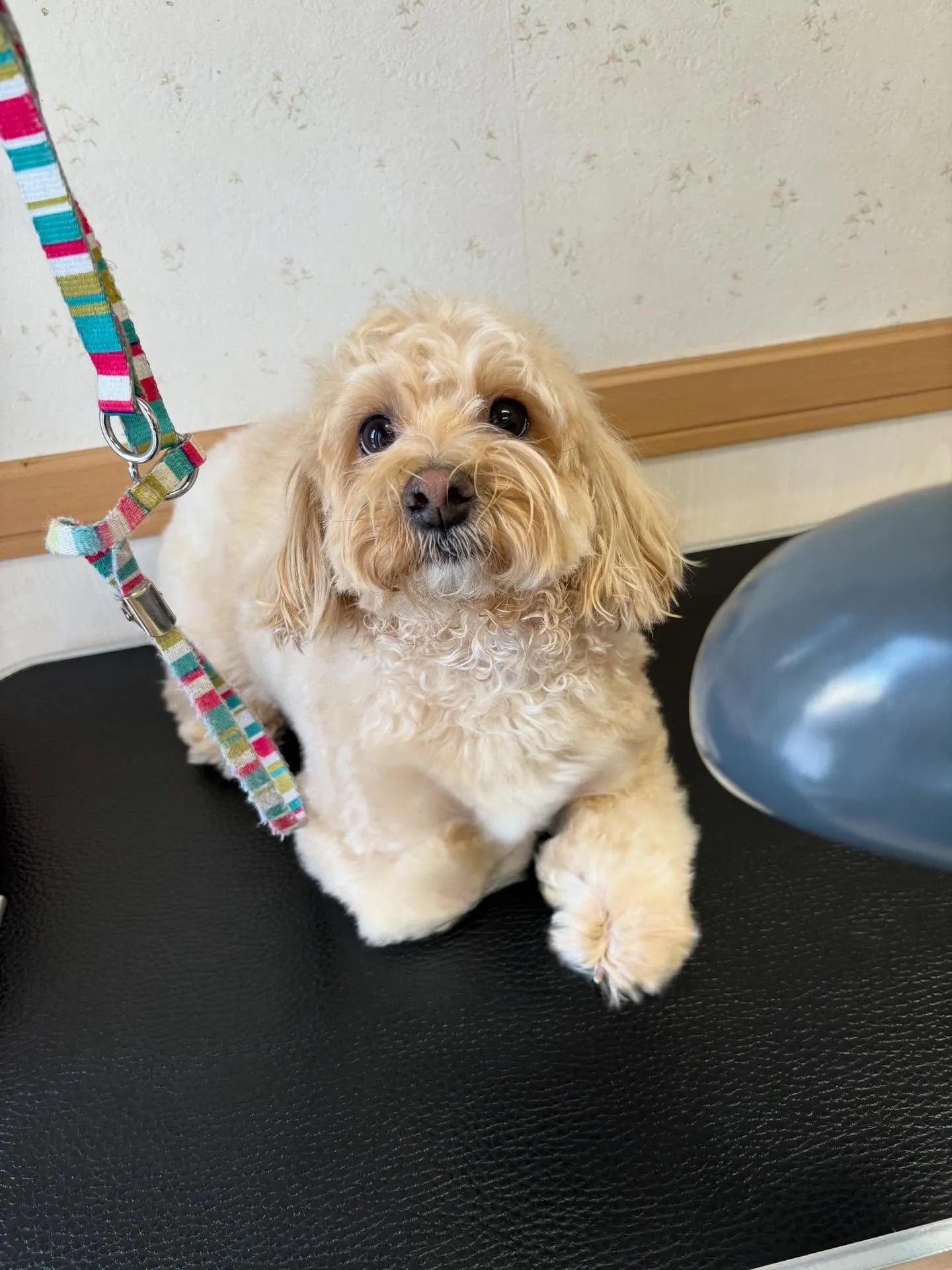 犬のトリミング✂️