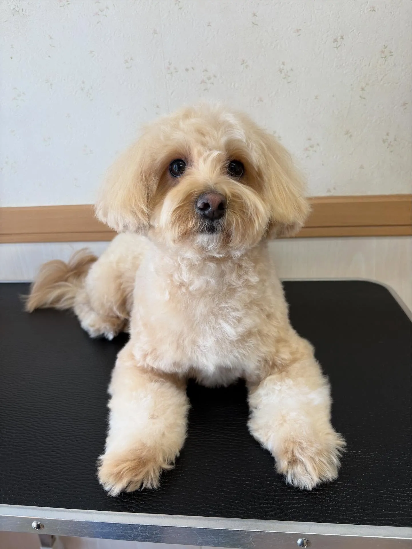 犬のトリミング✂️