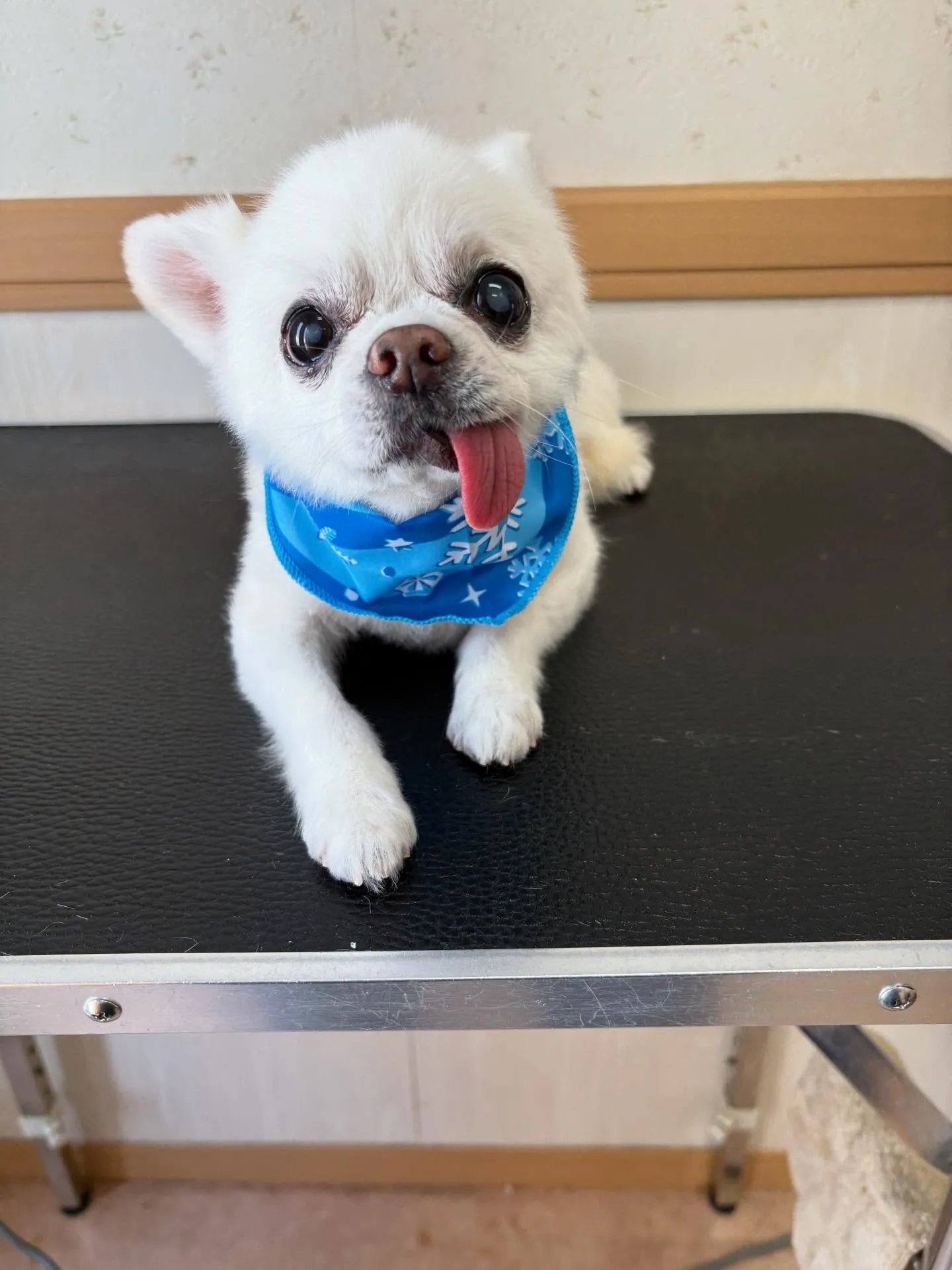 犬のシャンプー🫧