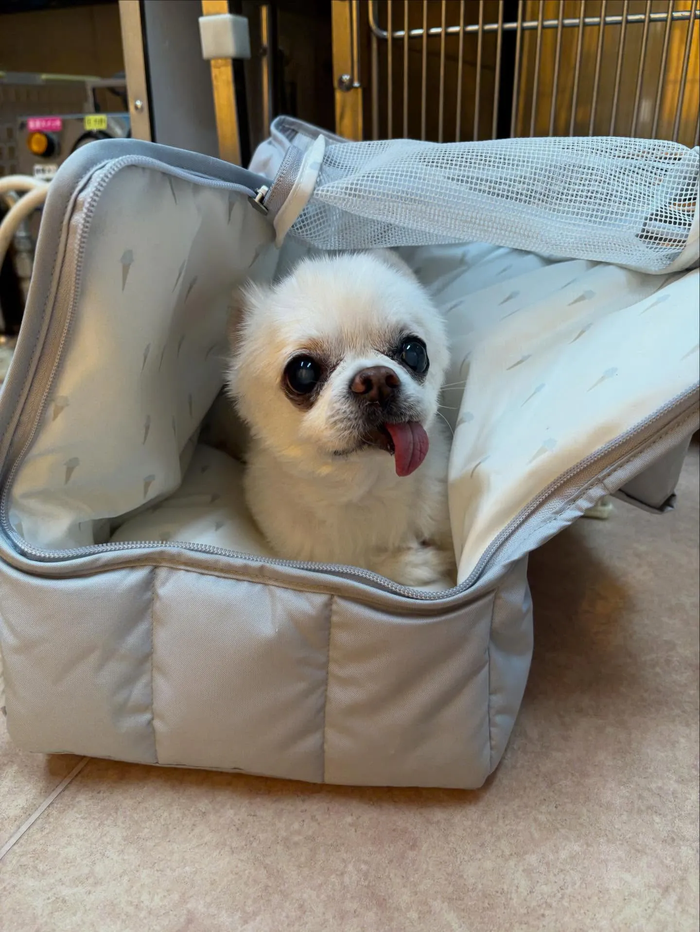 犬のシャンプー🫧