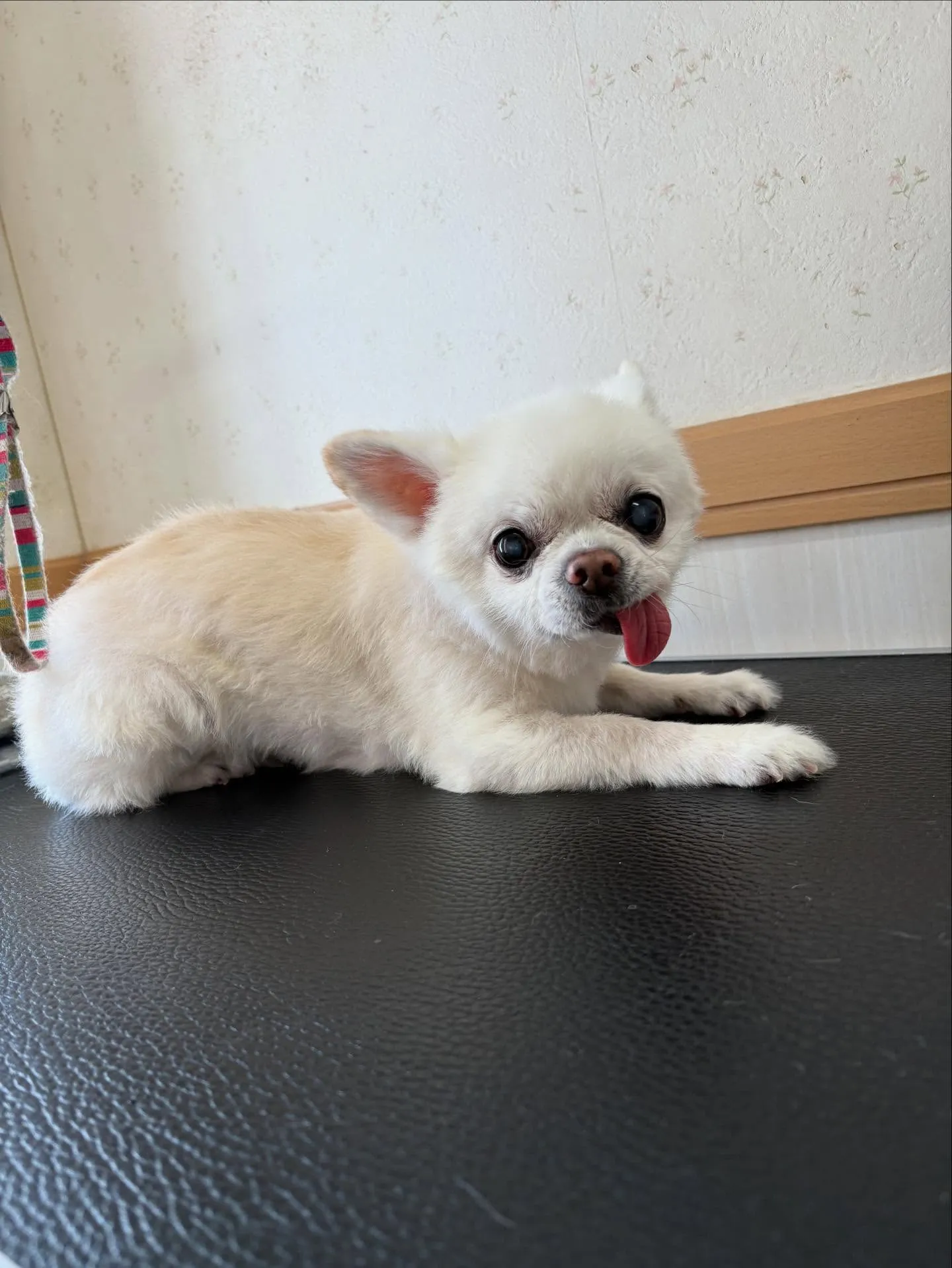 犬のシャンプー🫧