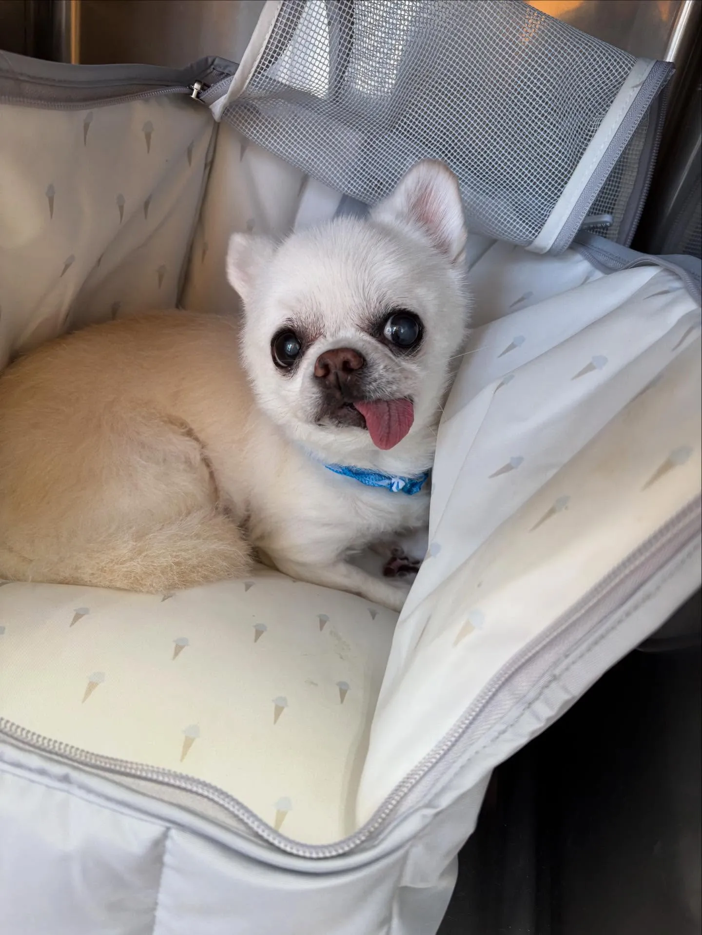 犬のシャンプー🫧