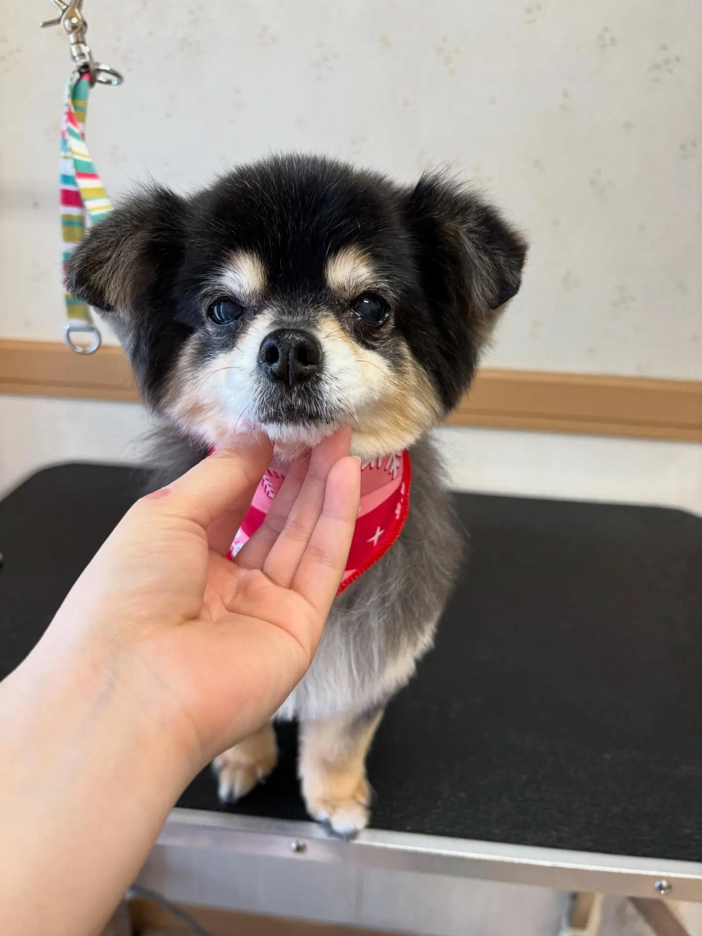 犬のトリミング✂️