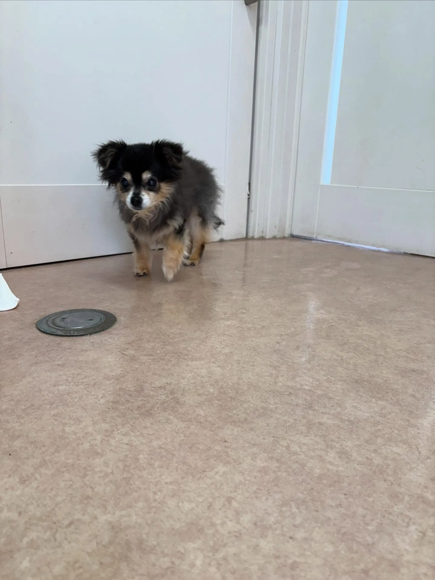 犬のトリミング✂️