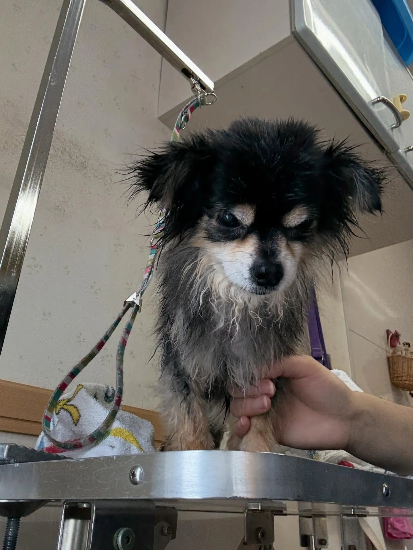 犬のトリミング✂️