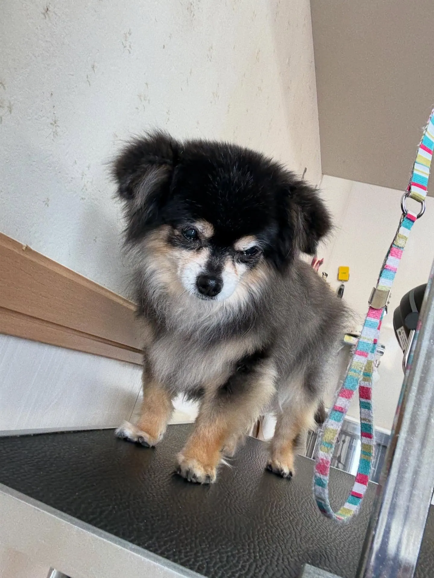 犬のトリミング✂️