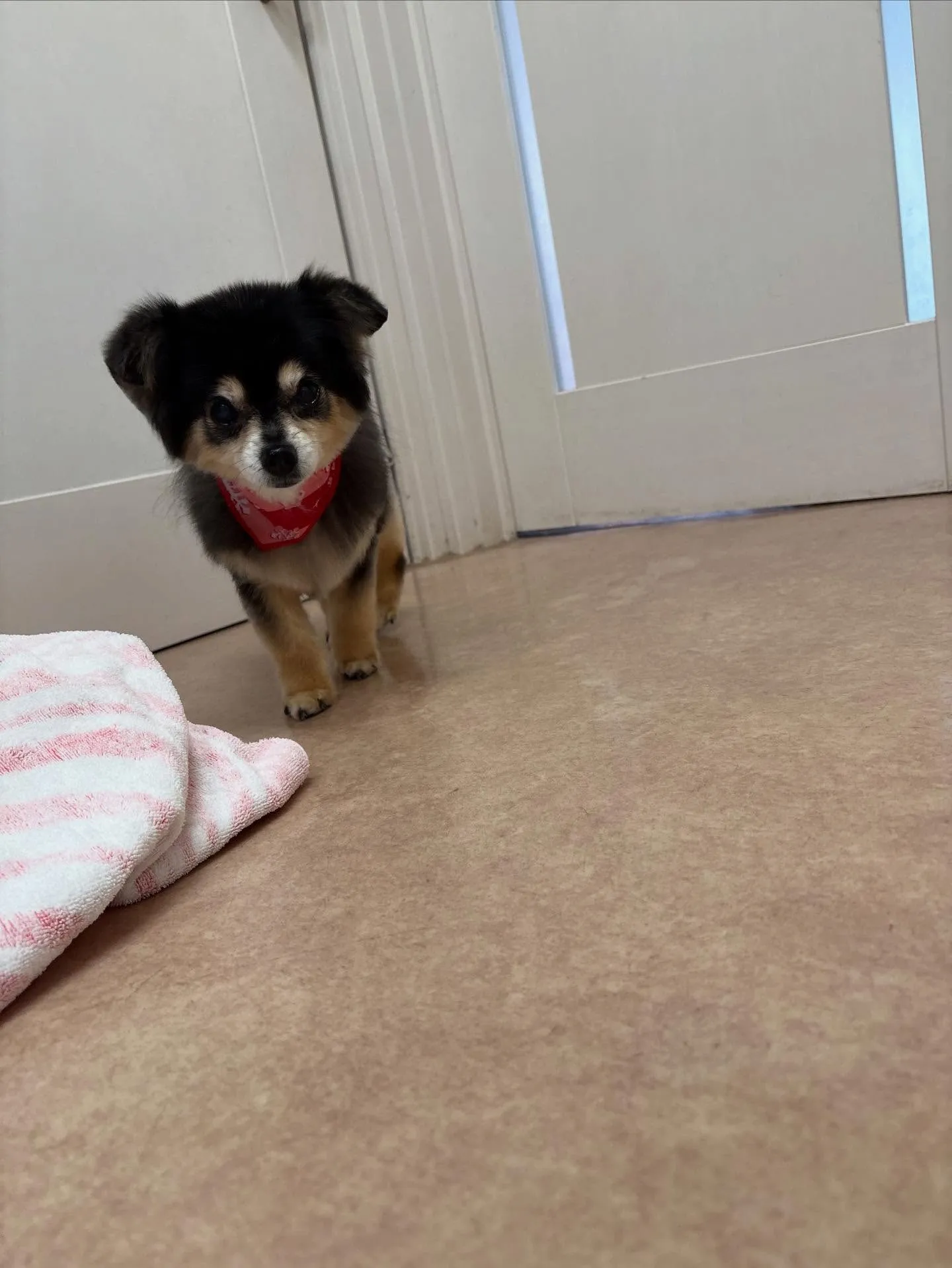 犬のトリミング✂️