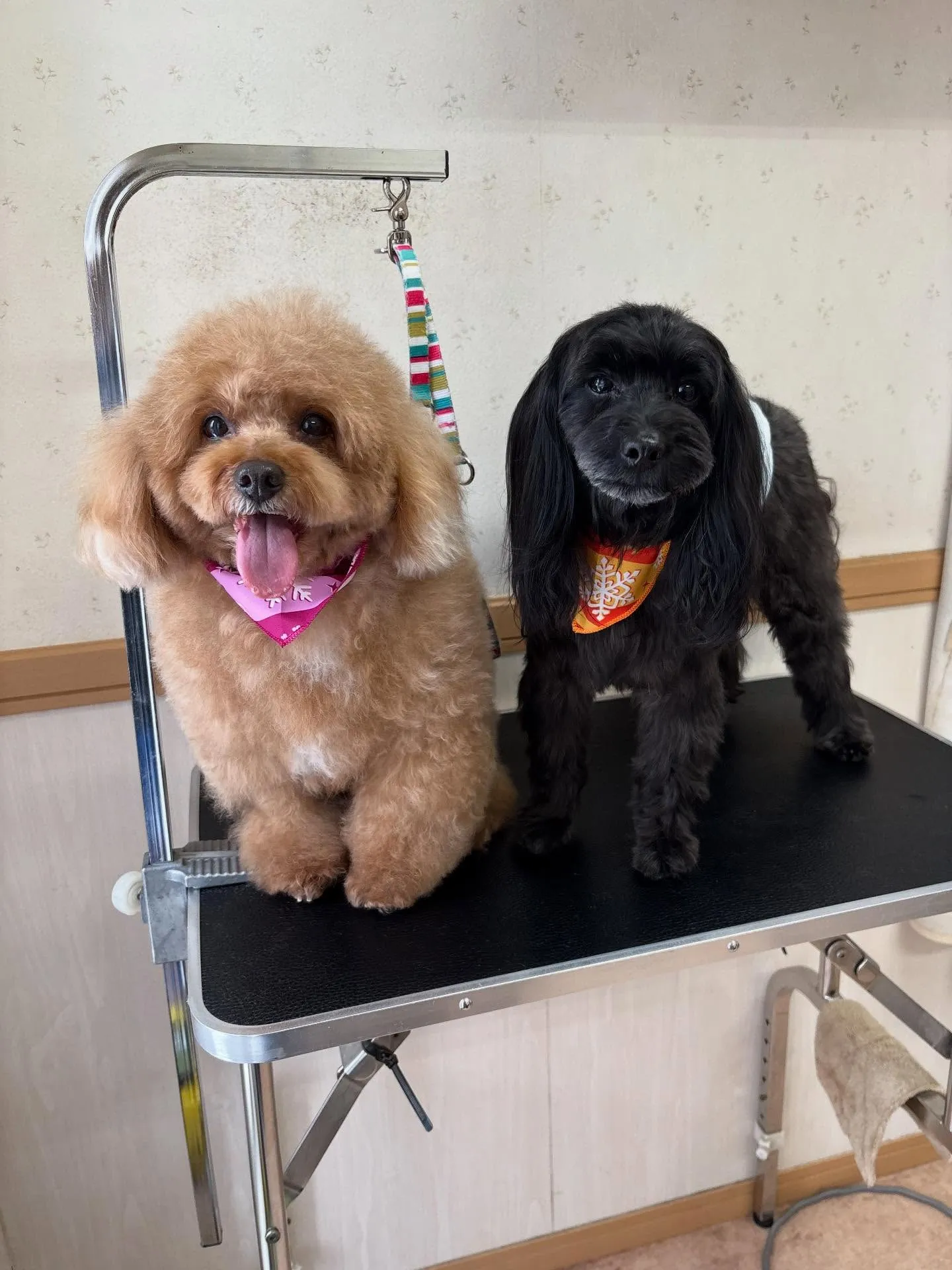 犬のトリミング✂️