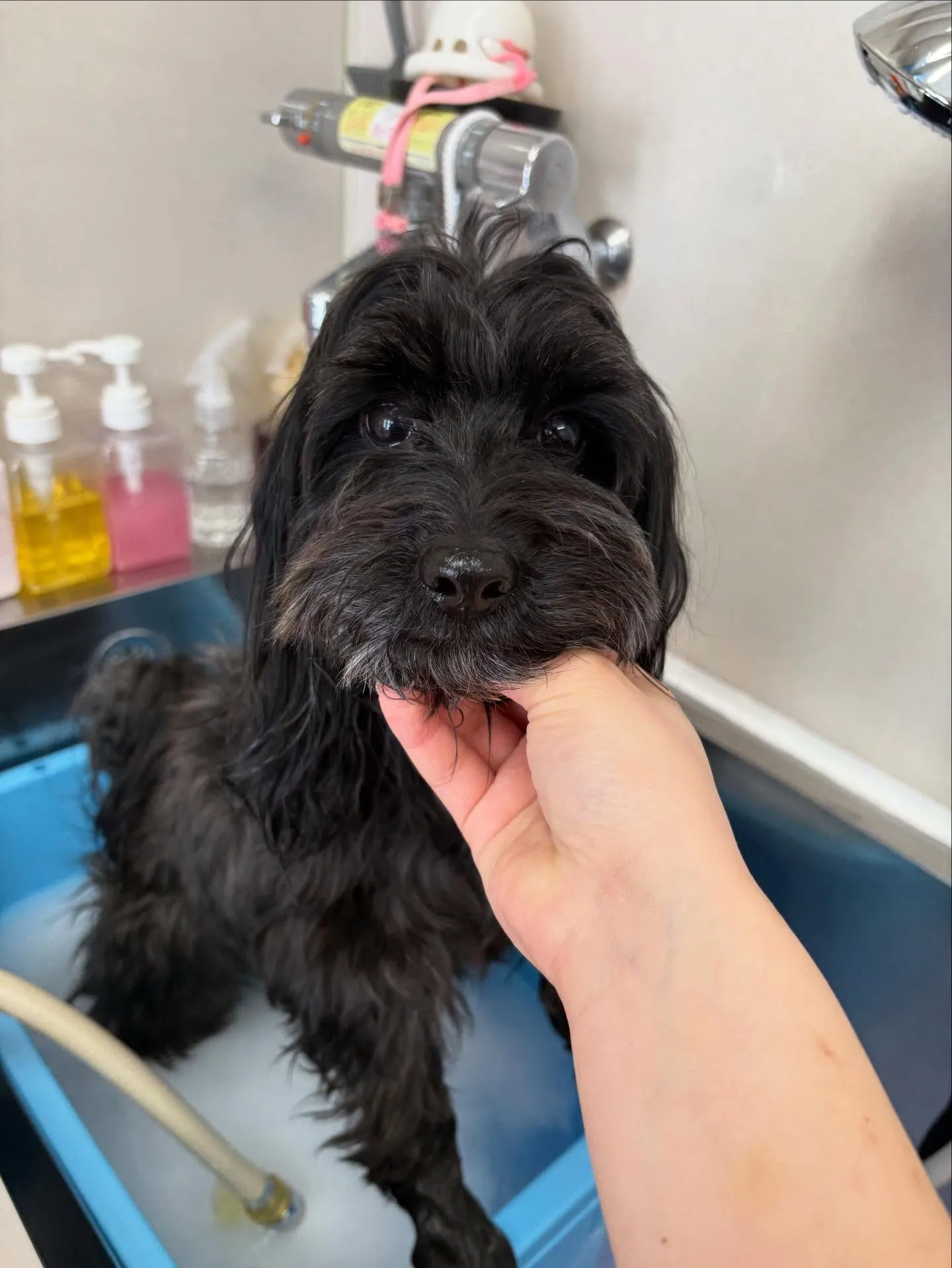 犬のトリミング✂️