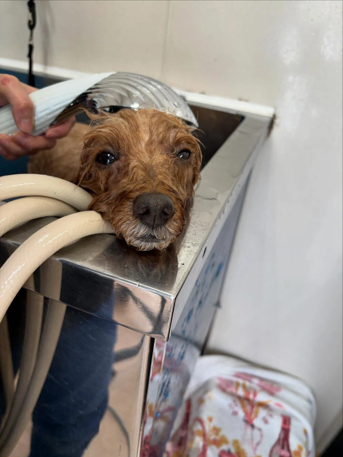 犬のトリミング✂️