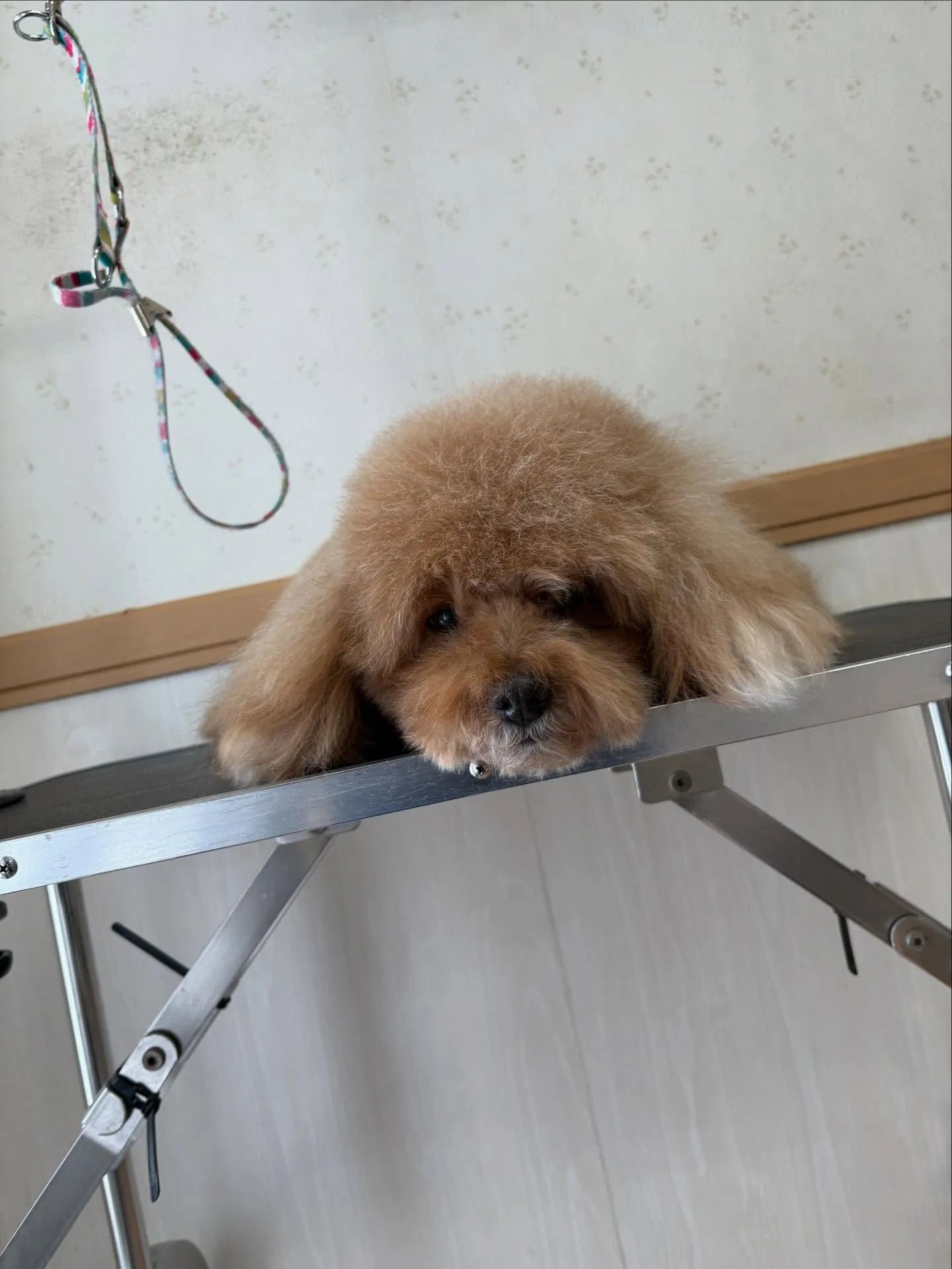 犬のトリミング✂️