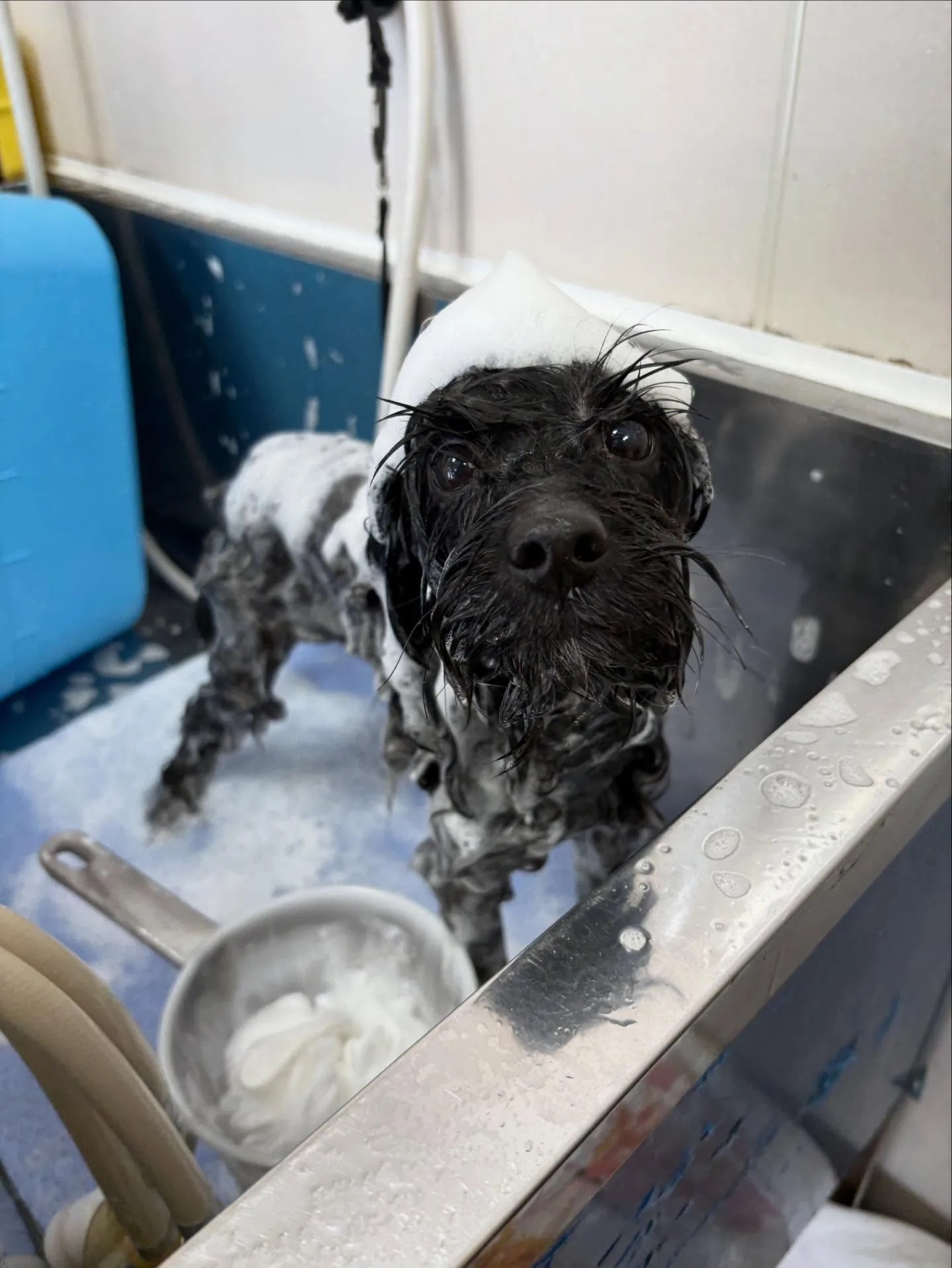 犬のトリミング✂️