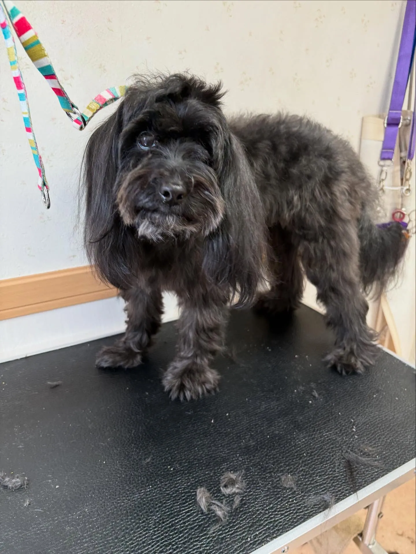 犬のトリミング✂️