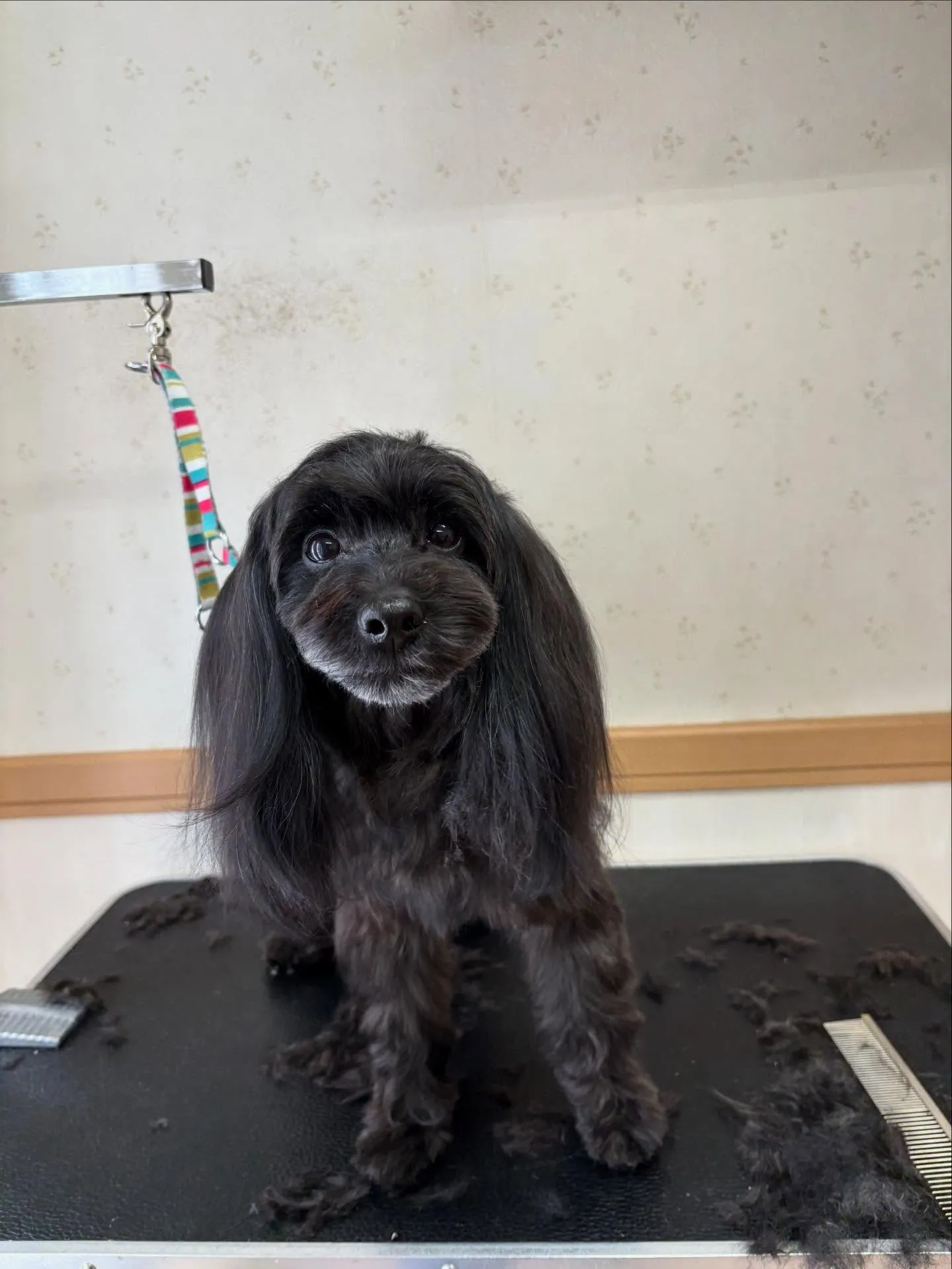 犬のトリミング✂️