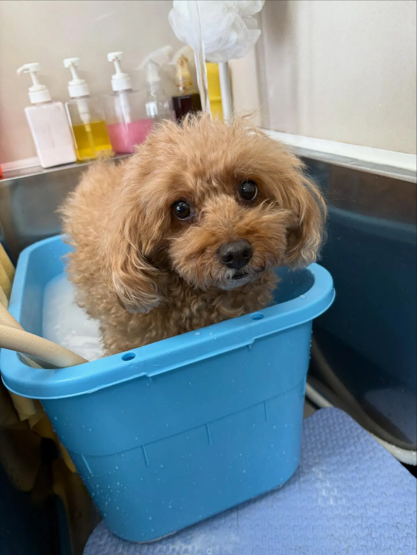 犬のトリミング✂️