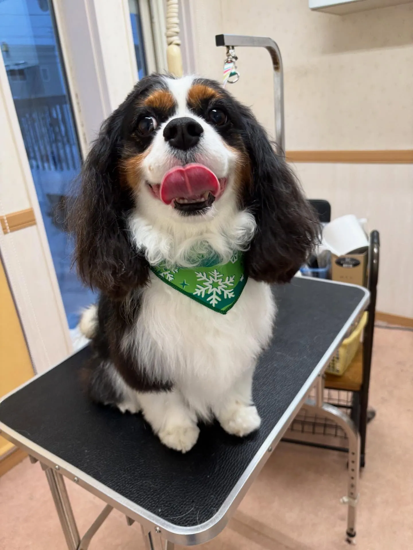 犬のシャンプー🫧