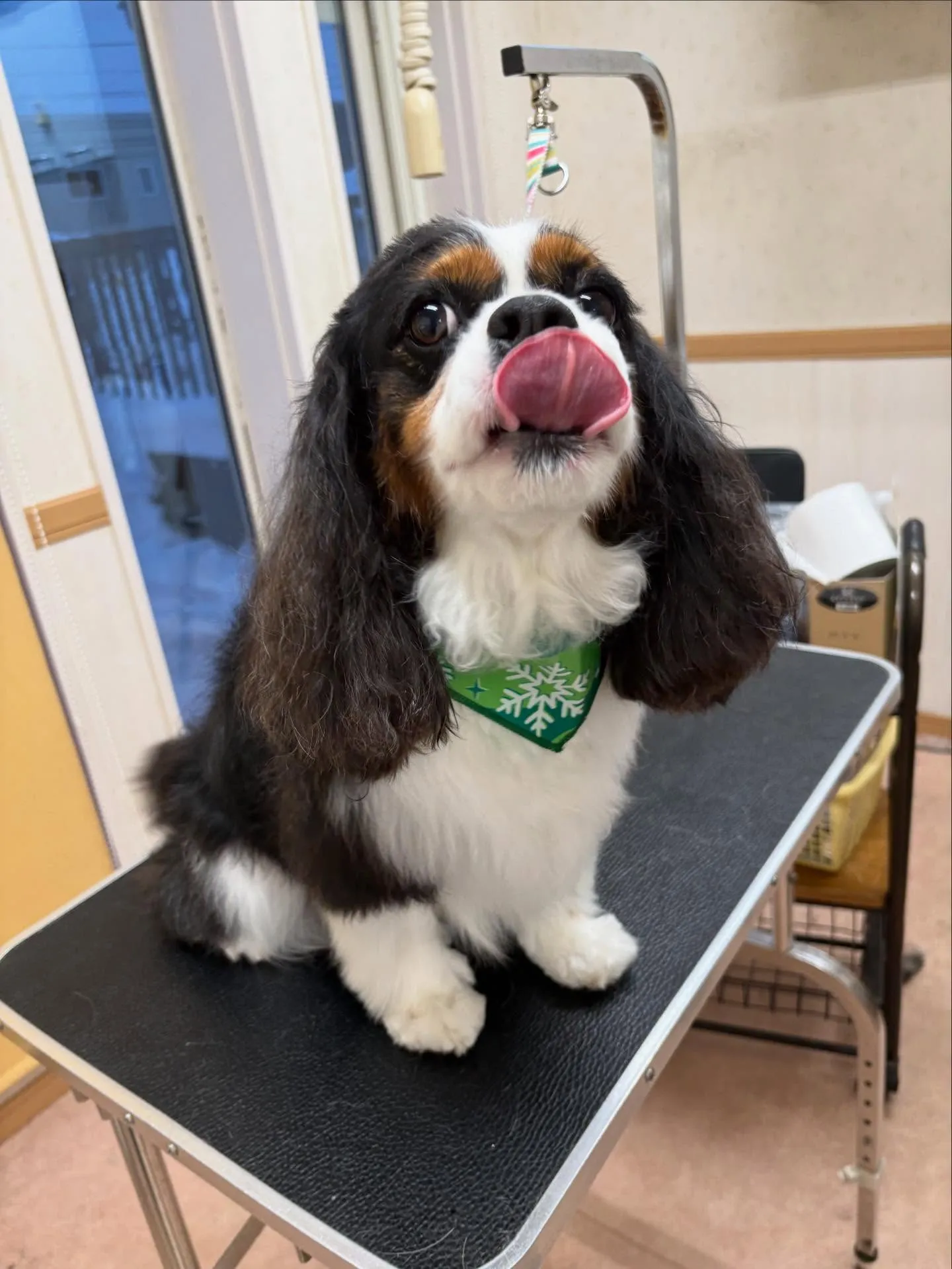 犬のシャンプー🫧