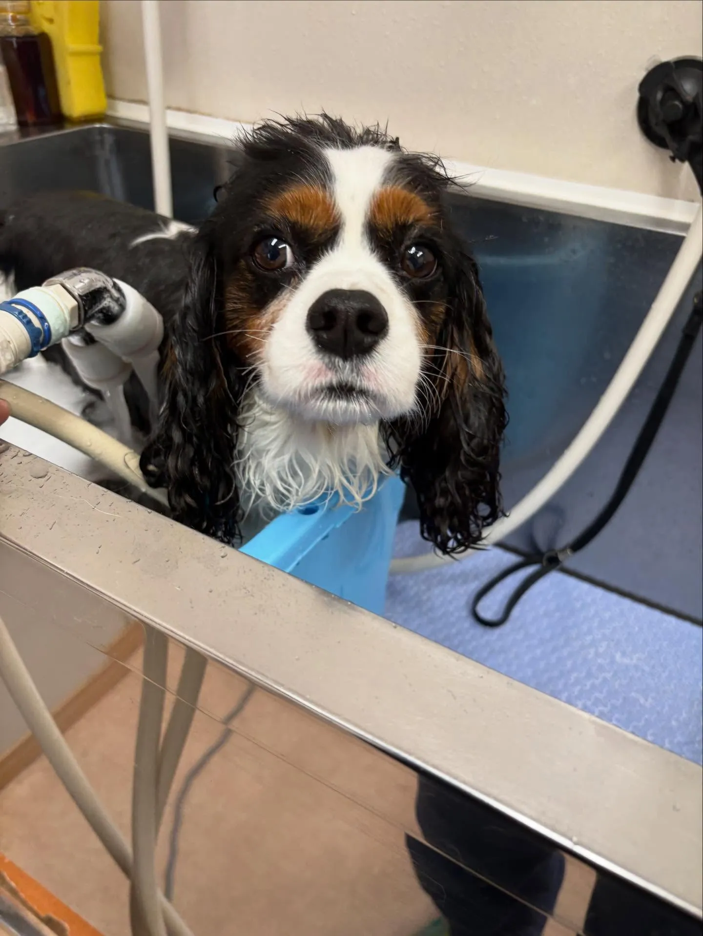 犬のシャンプー🫧