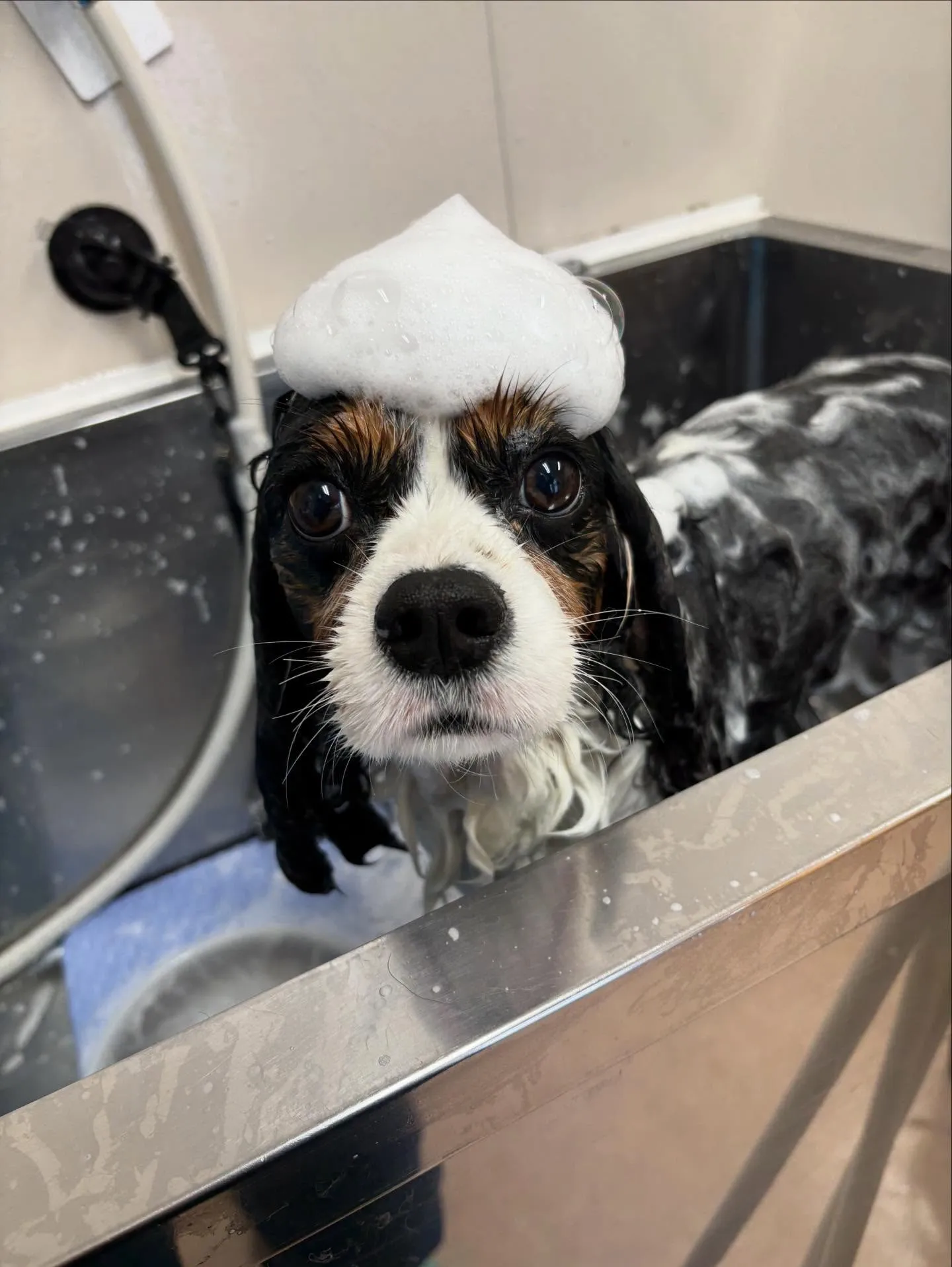 犬のシャンプー🫧