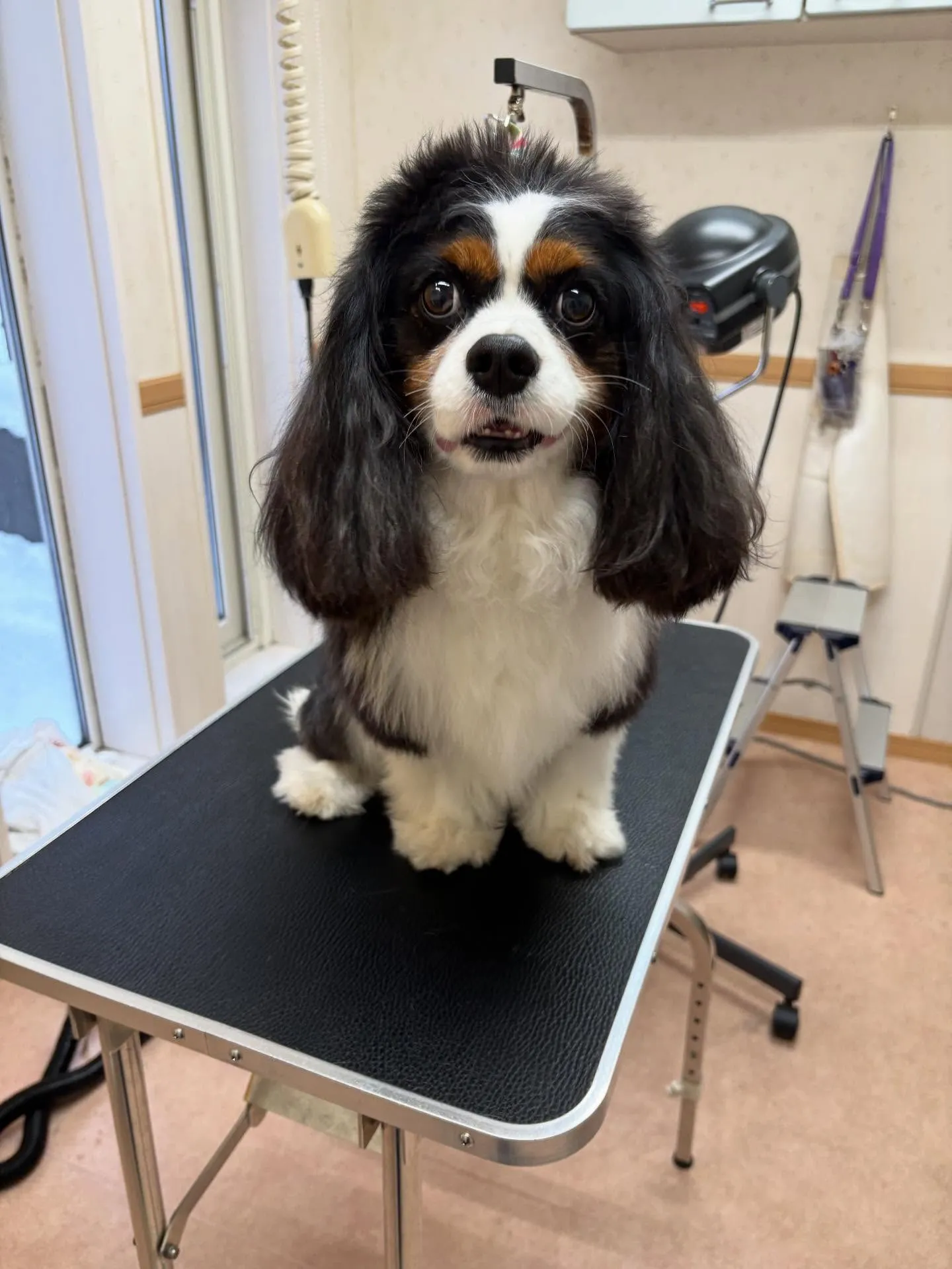 犬のシャンプー🫧