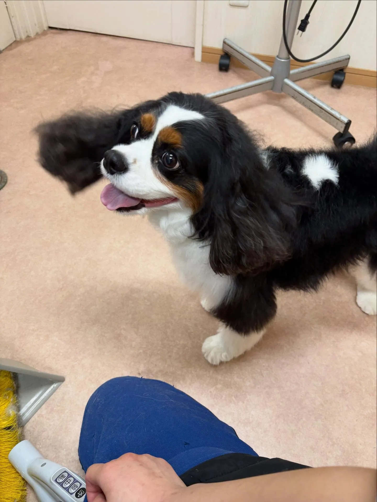 犬のシャンプー🫧