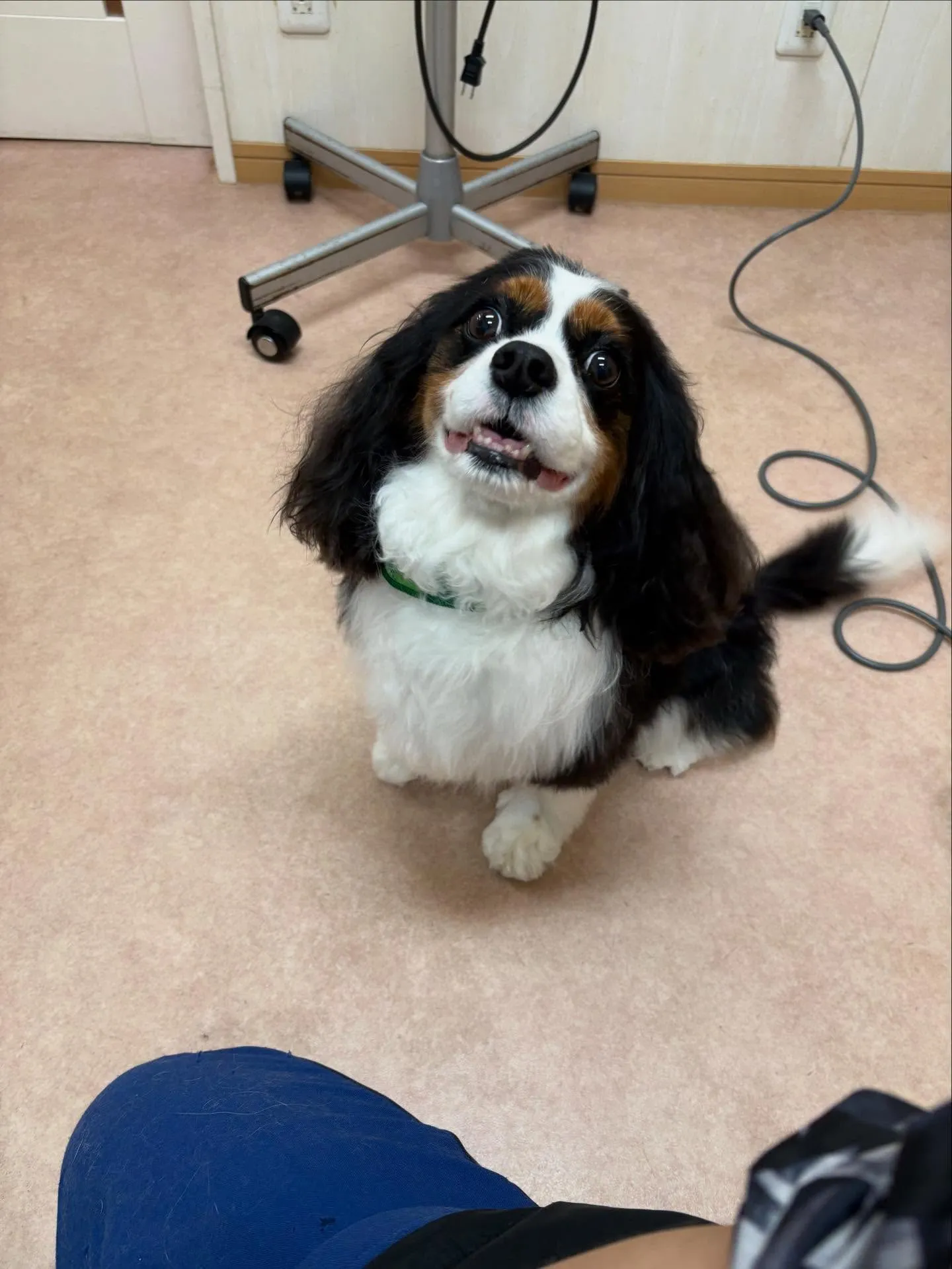 犬のシャンプー🫧