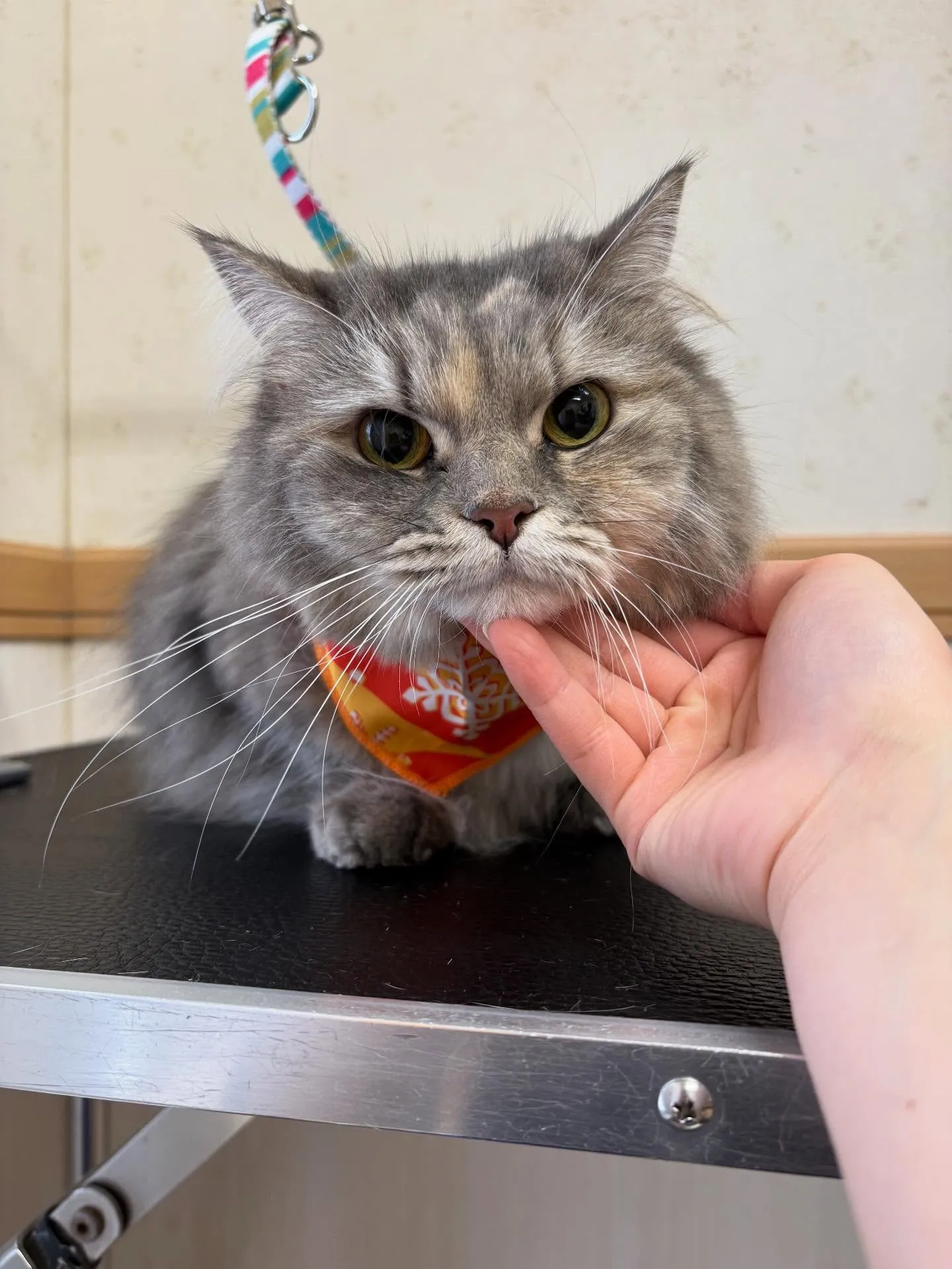 猫のシャンプー🫧