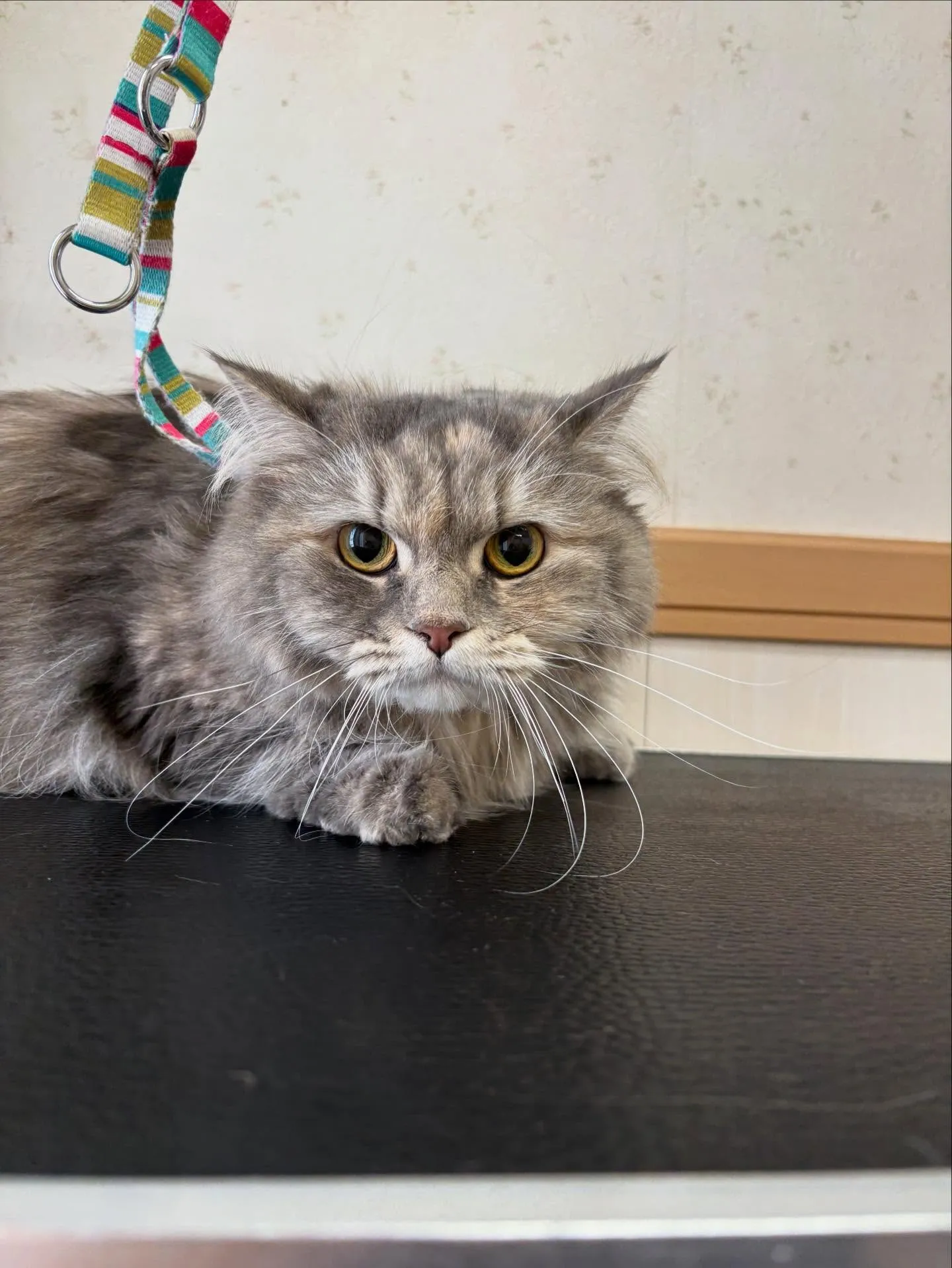 猫のシャンプー🫧