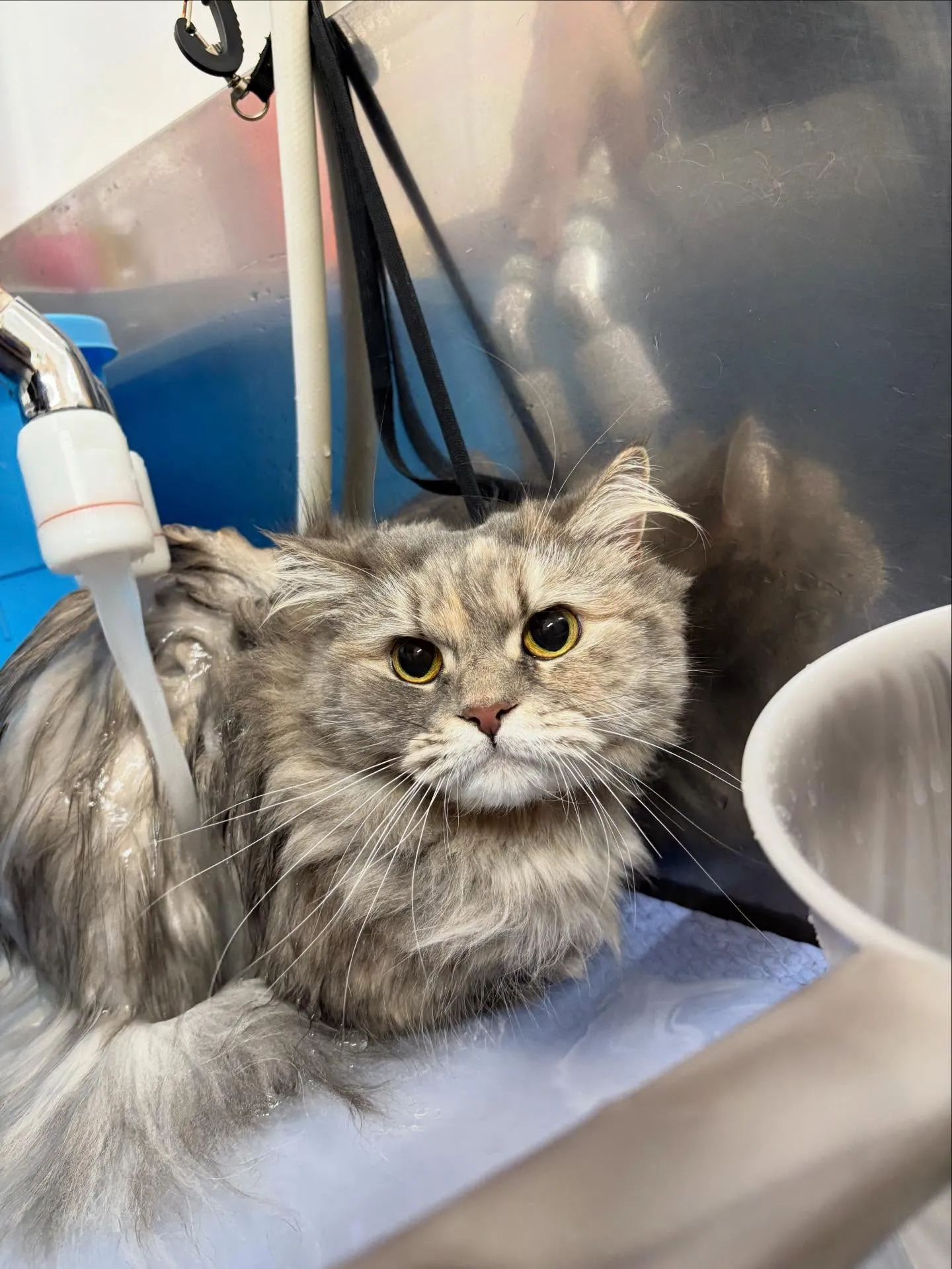 猫のシャンプー🫧