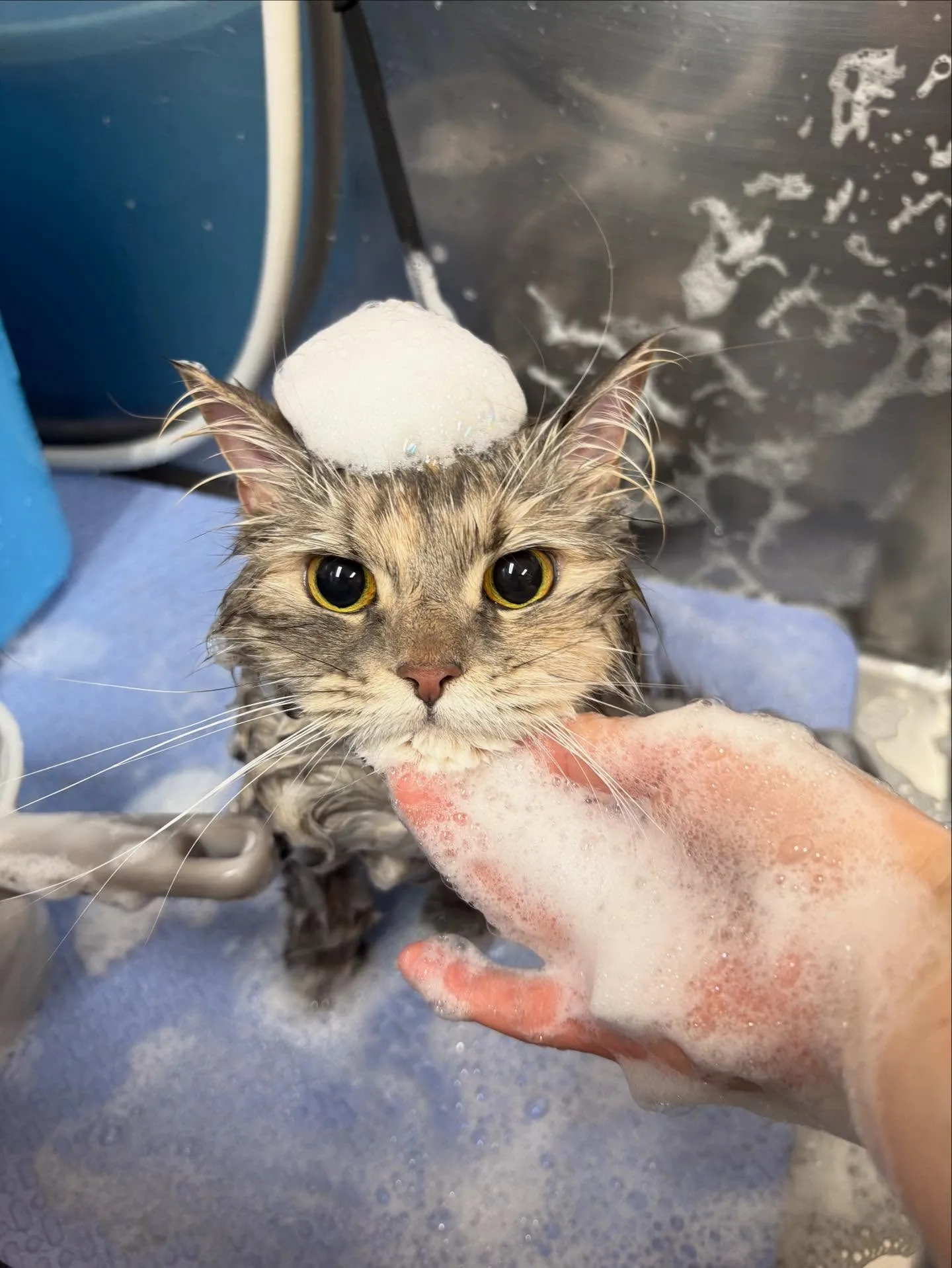 猫のシャンプー🫧