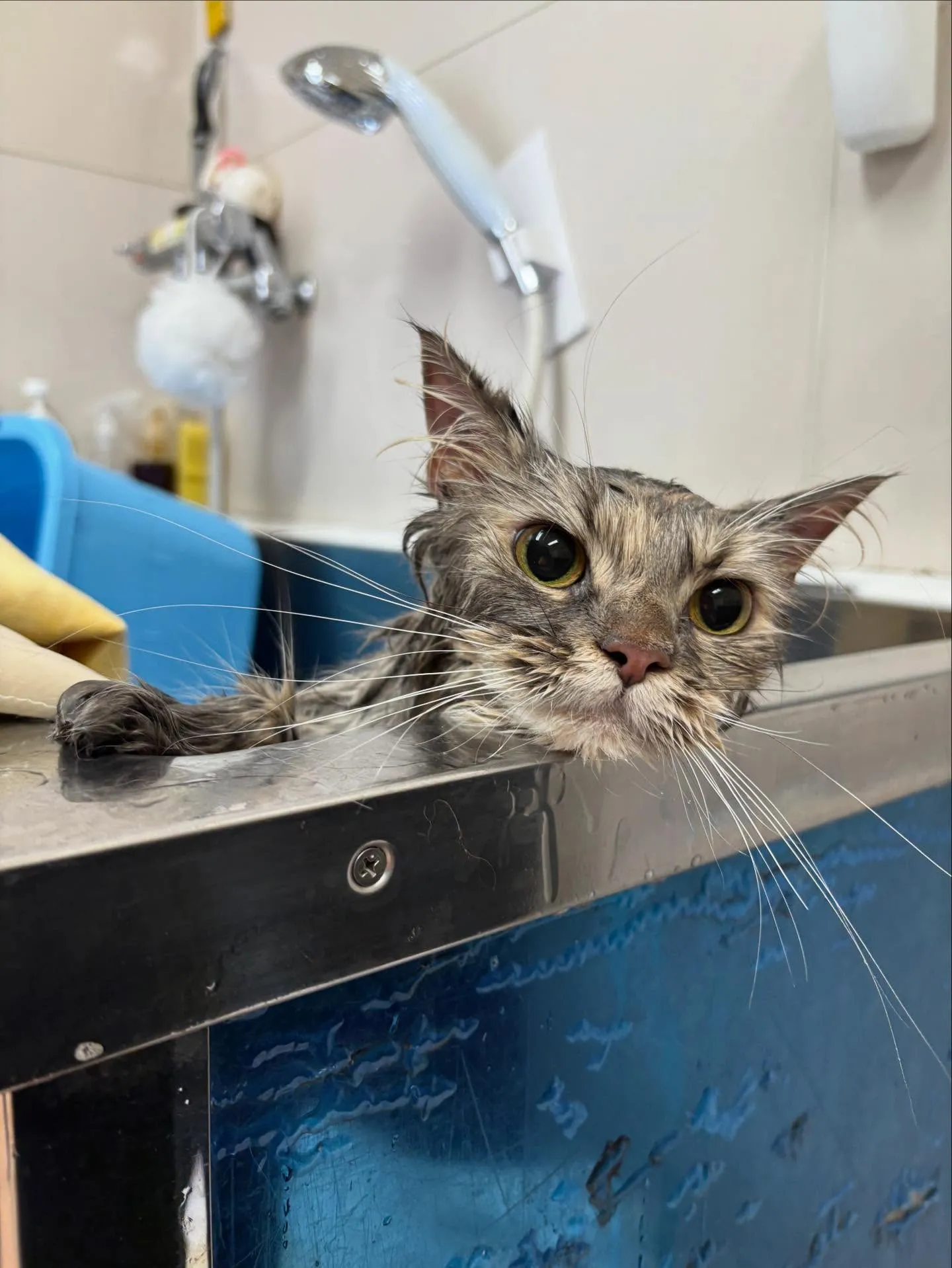 猫のシャンプー🫧