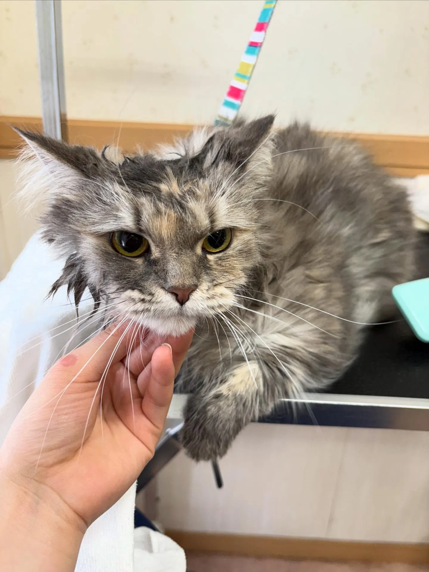 猫のシャンプー🫧