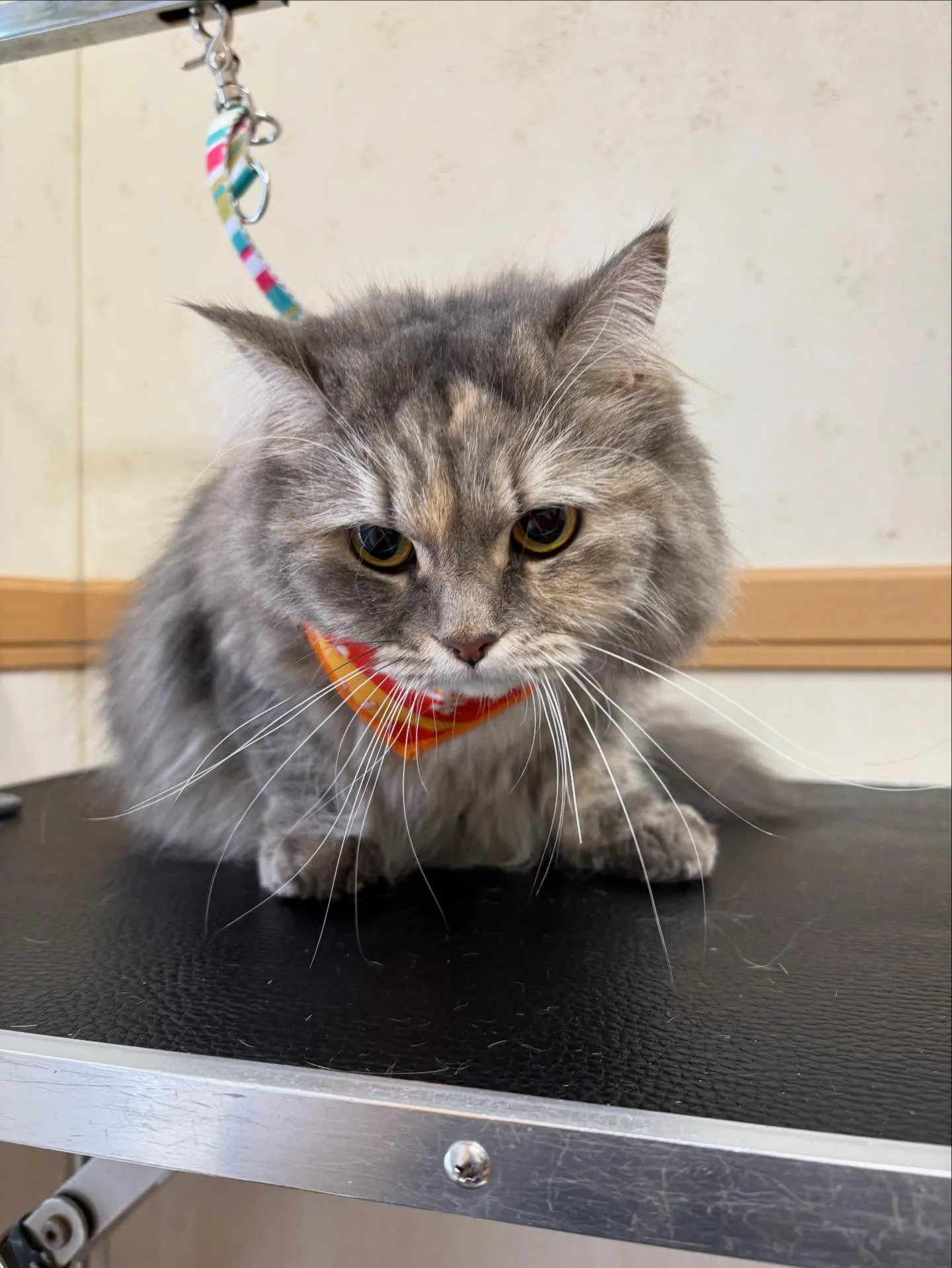 猫のシャンプー🫧