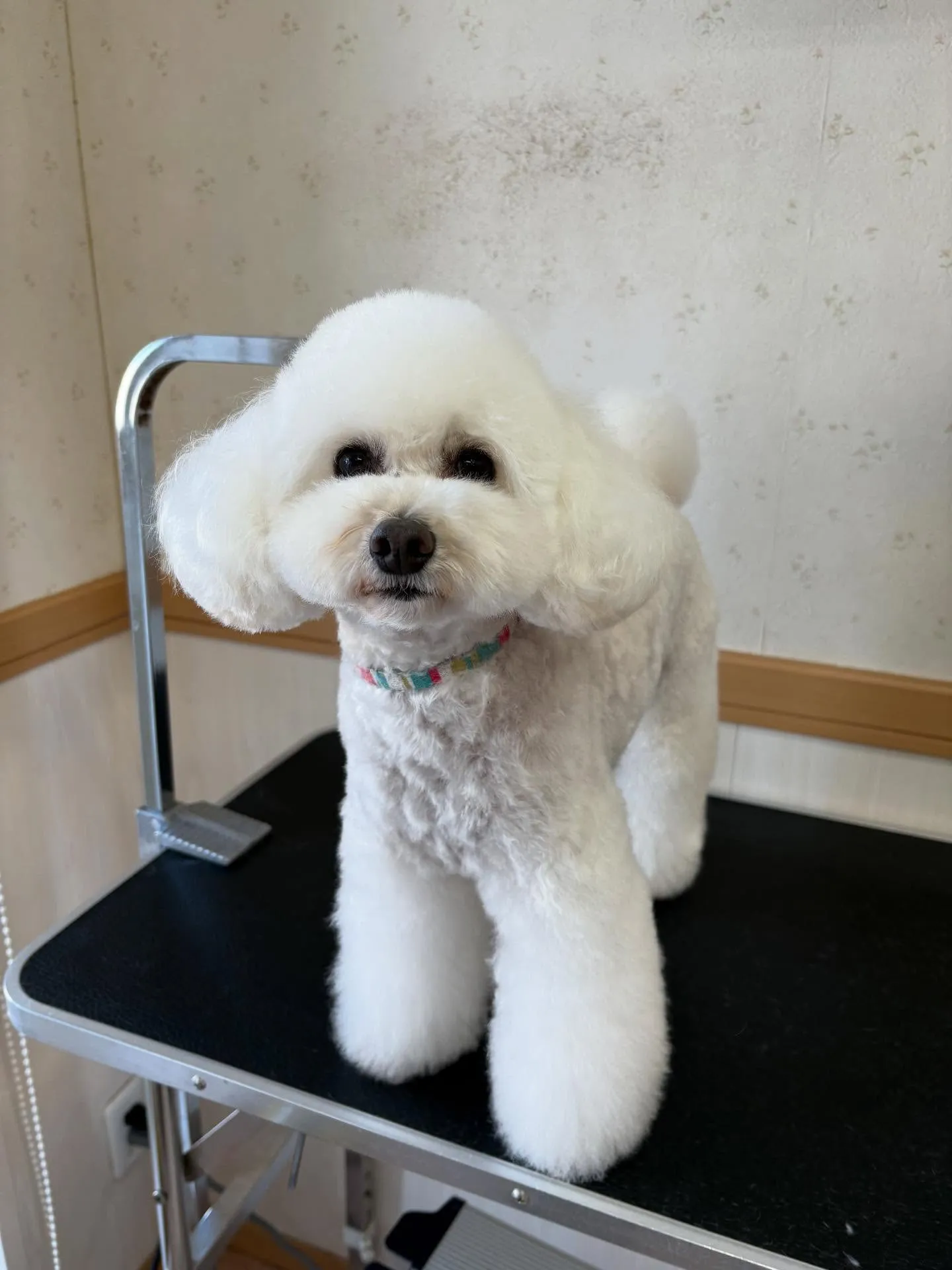 犬のトリミング✂️