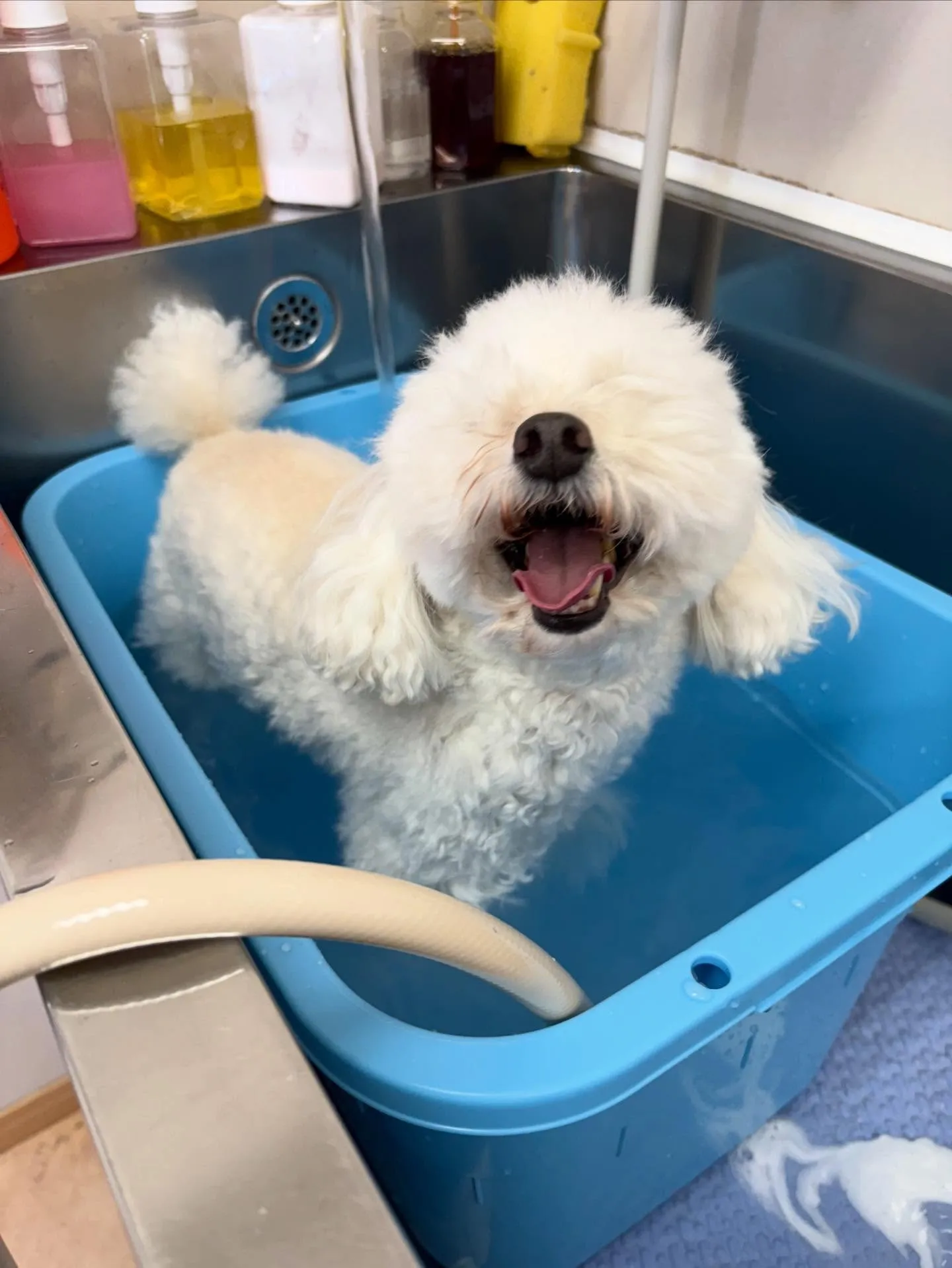 犬のトリミング✂️