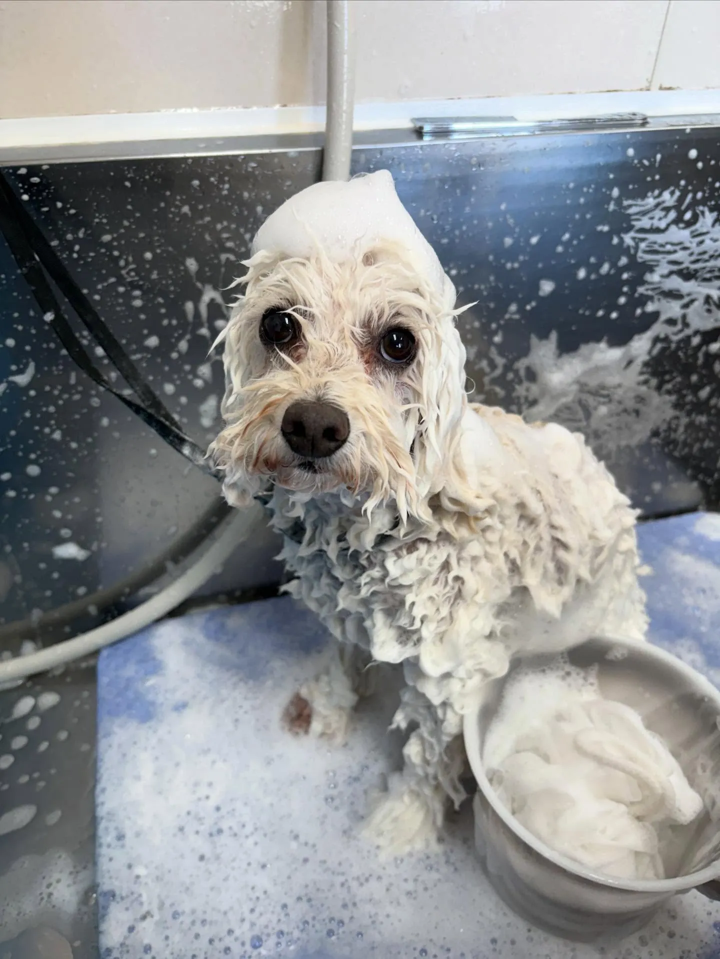 犬のトリミング✂️