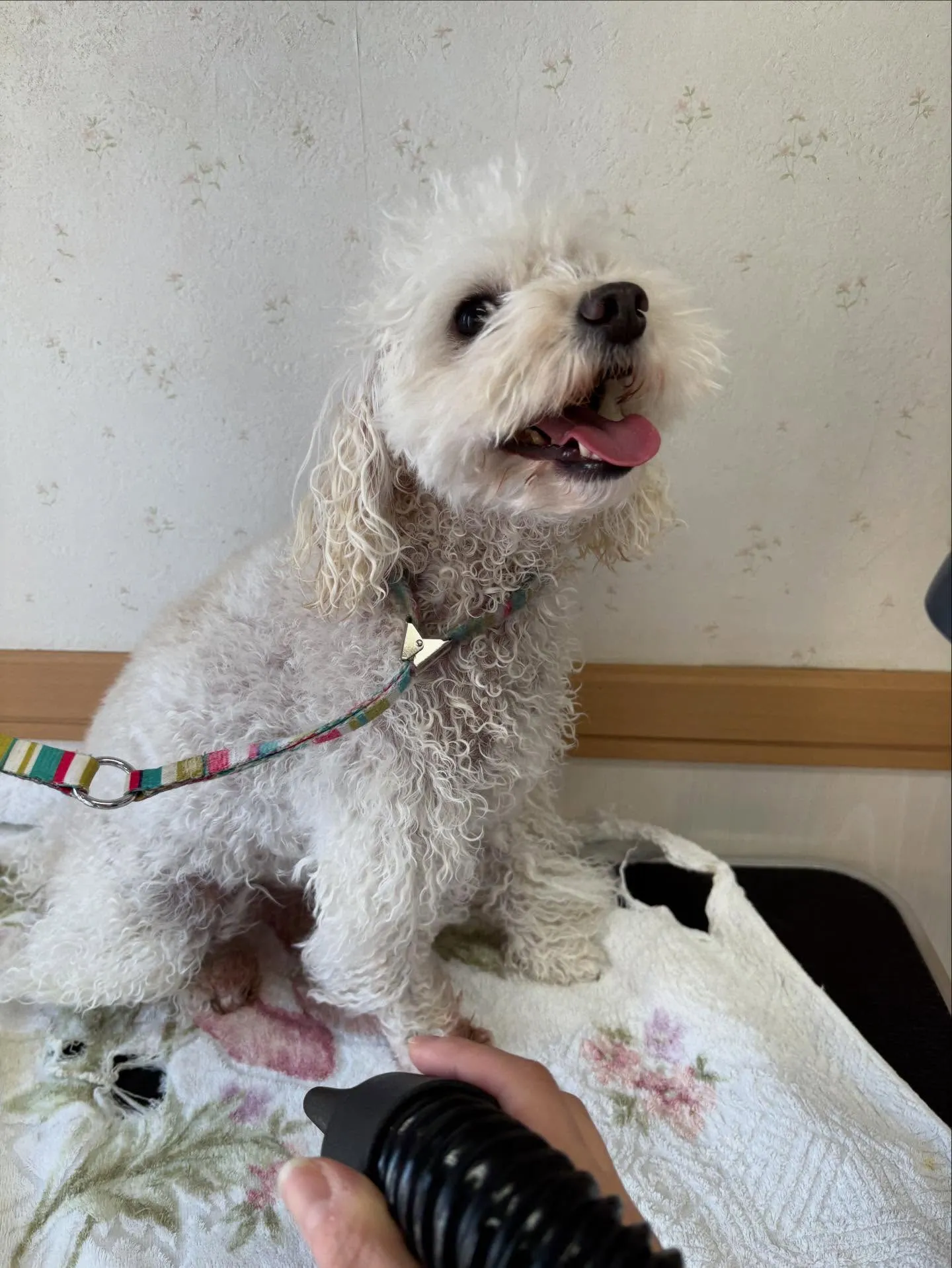 犬のトリミング✂️