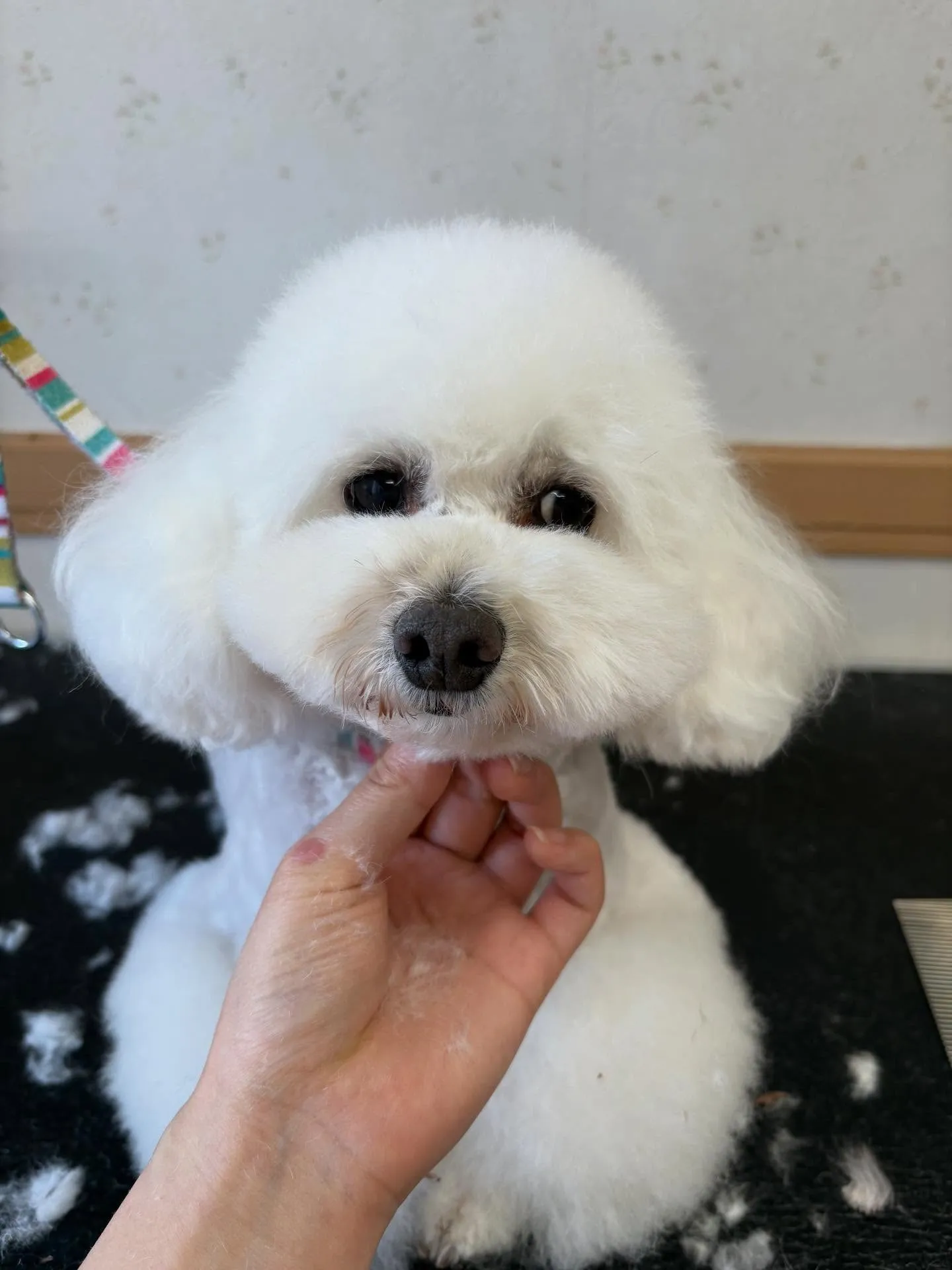 犬のトリミング✂️