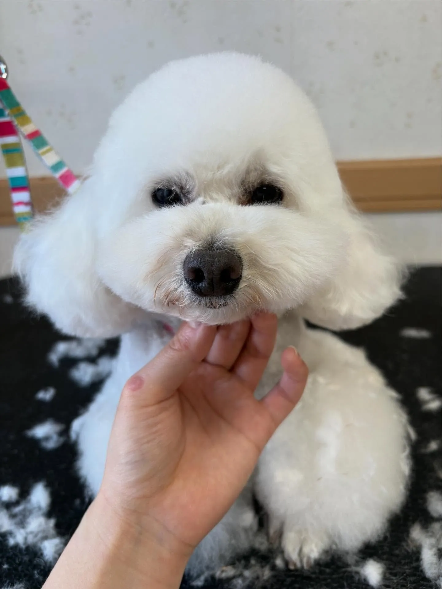 犬のトリミング✂️