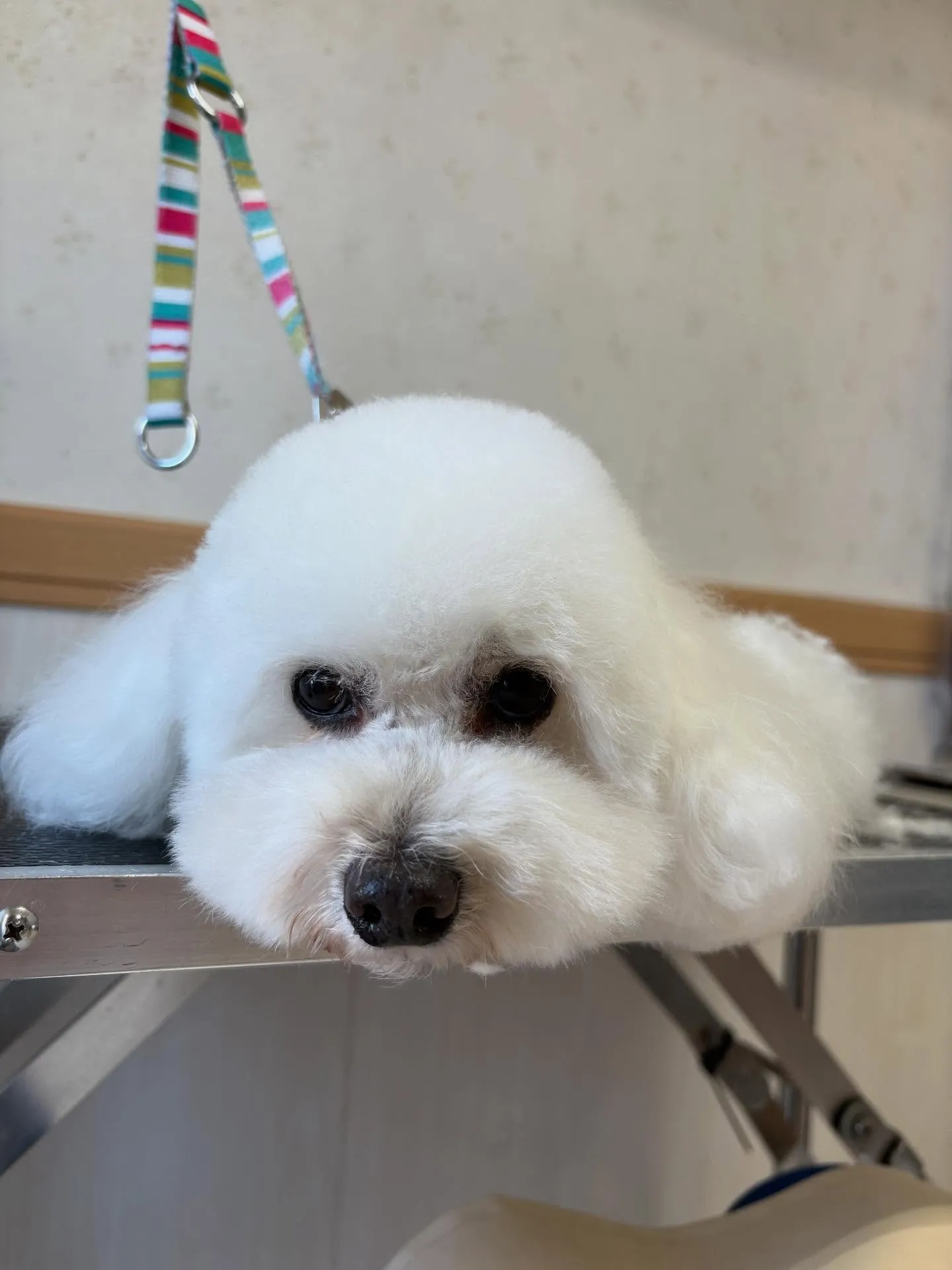 犬のトリミング✂️