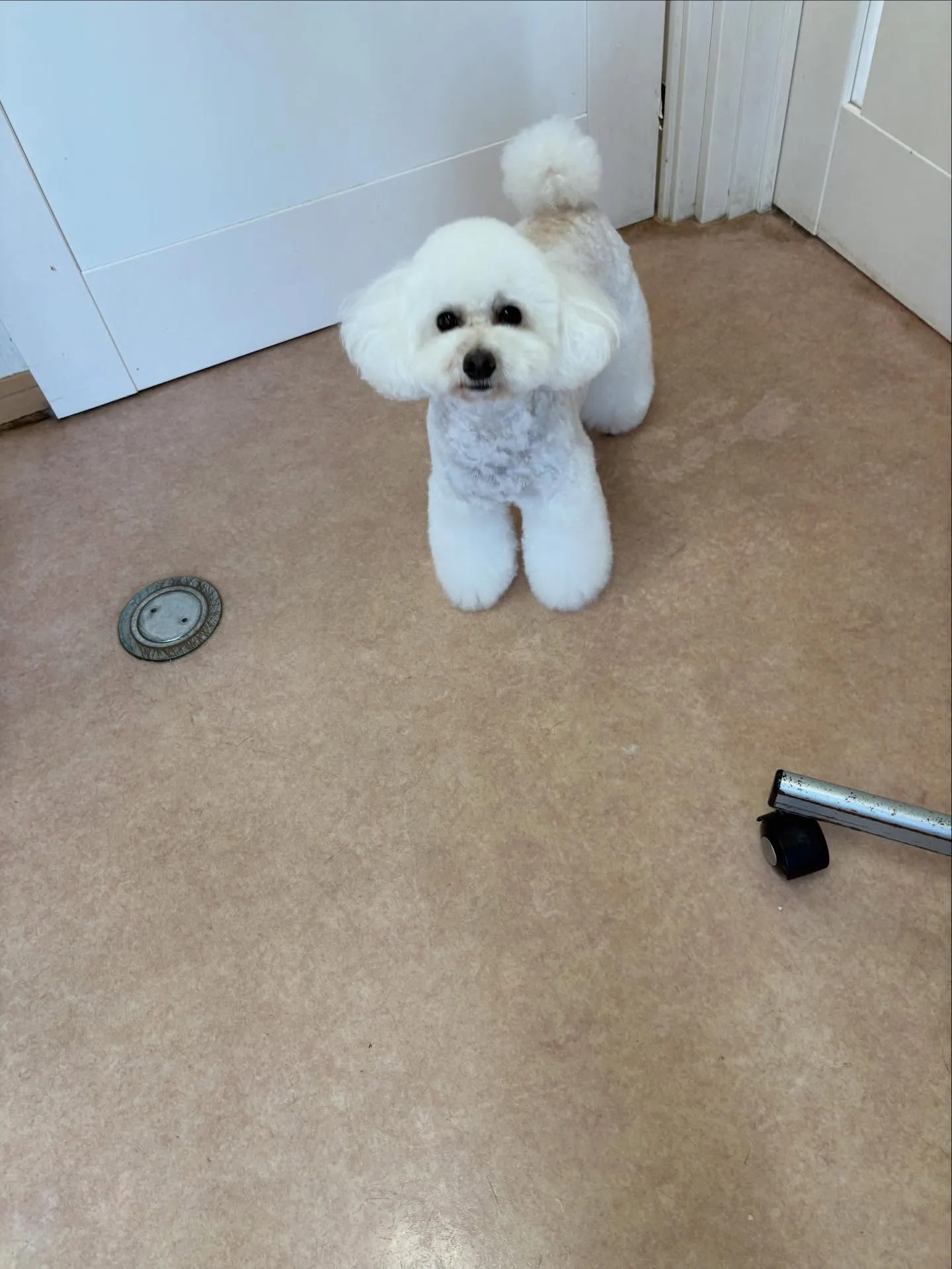 犬のトリミング✂️