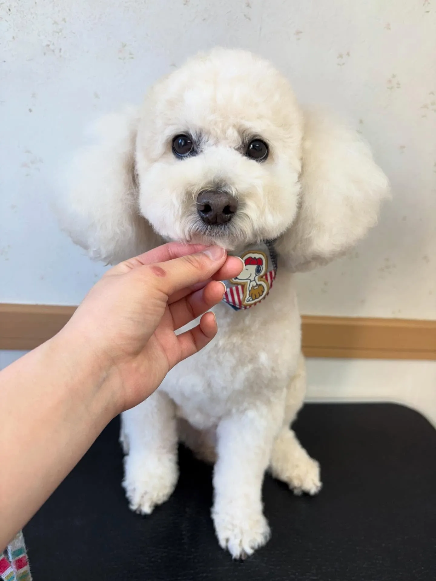 犬のトリミング✂️