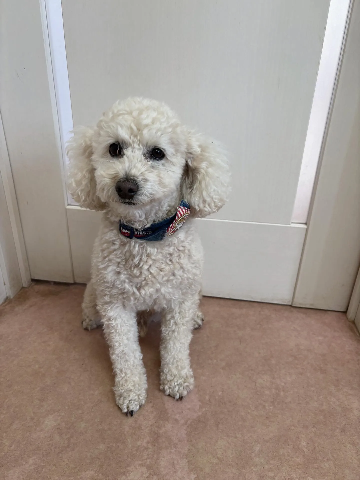 犬のトリミング✂️