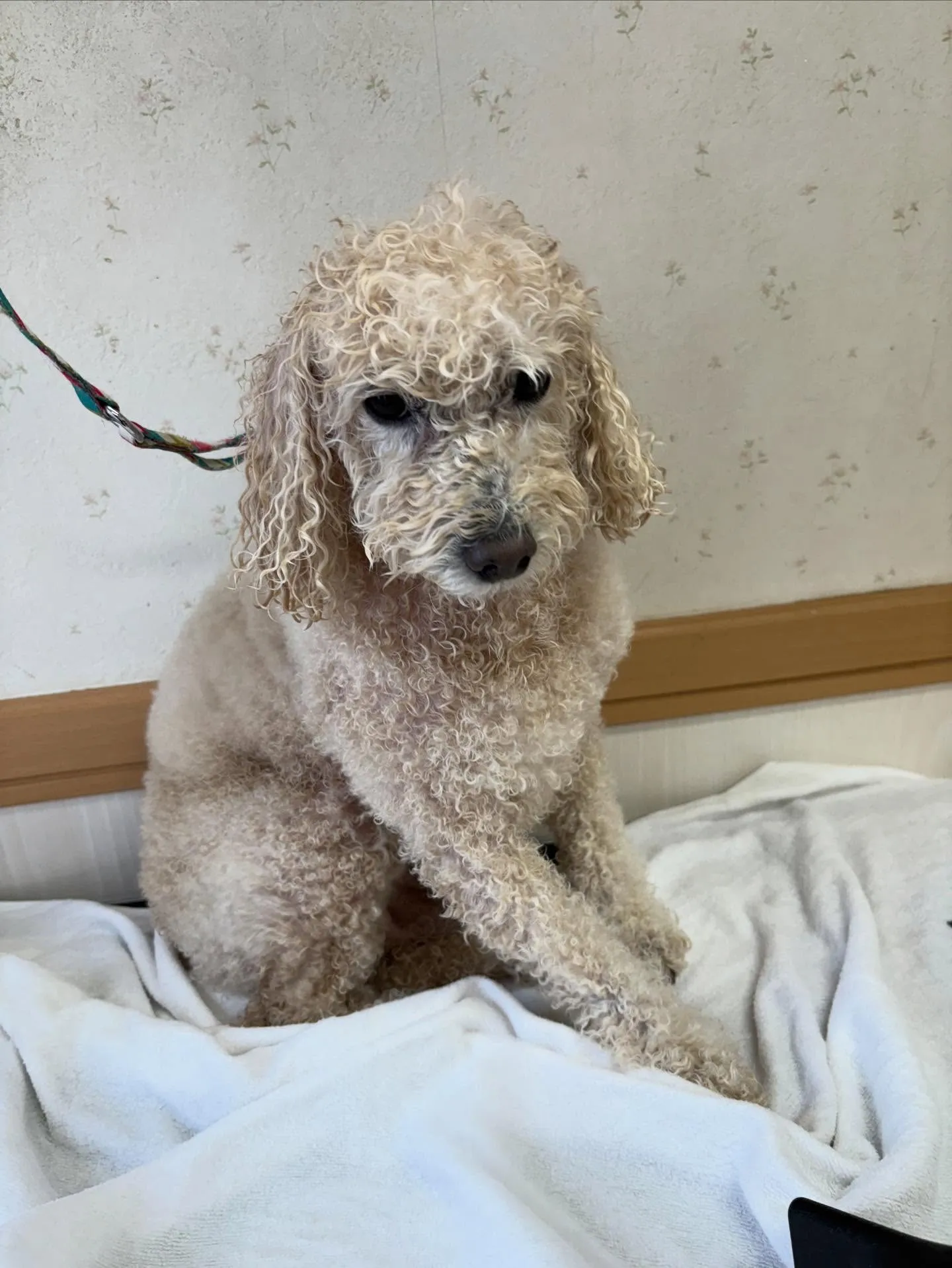 犬のトリミング✂️