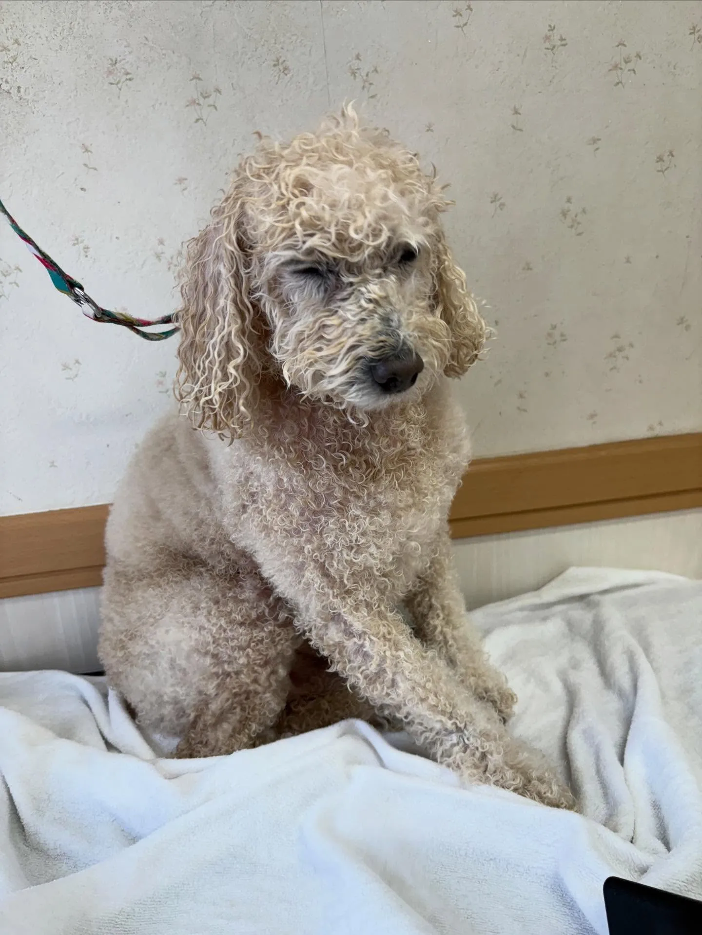 犬のトリミング✂️