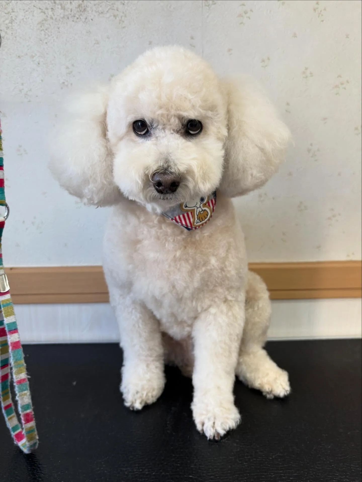 犬のトリミング✂️