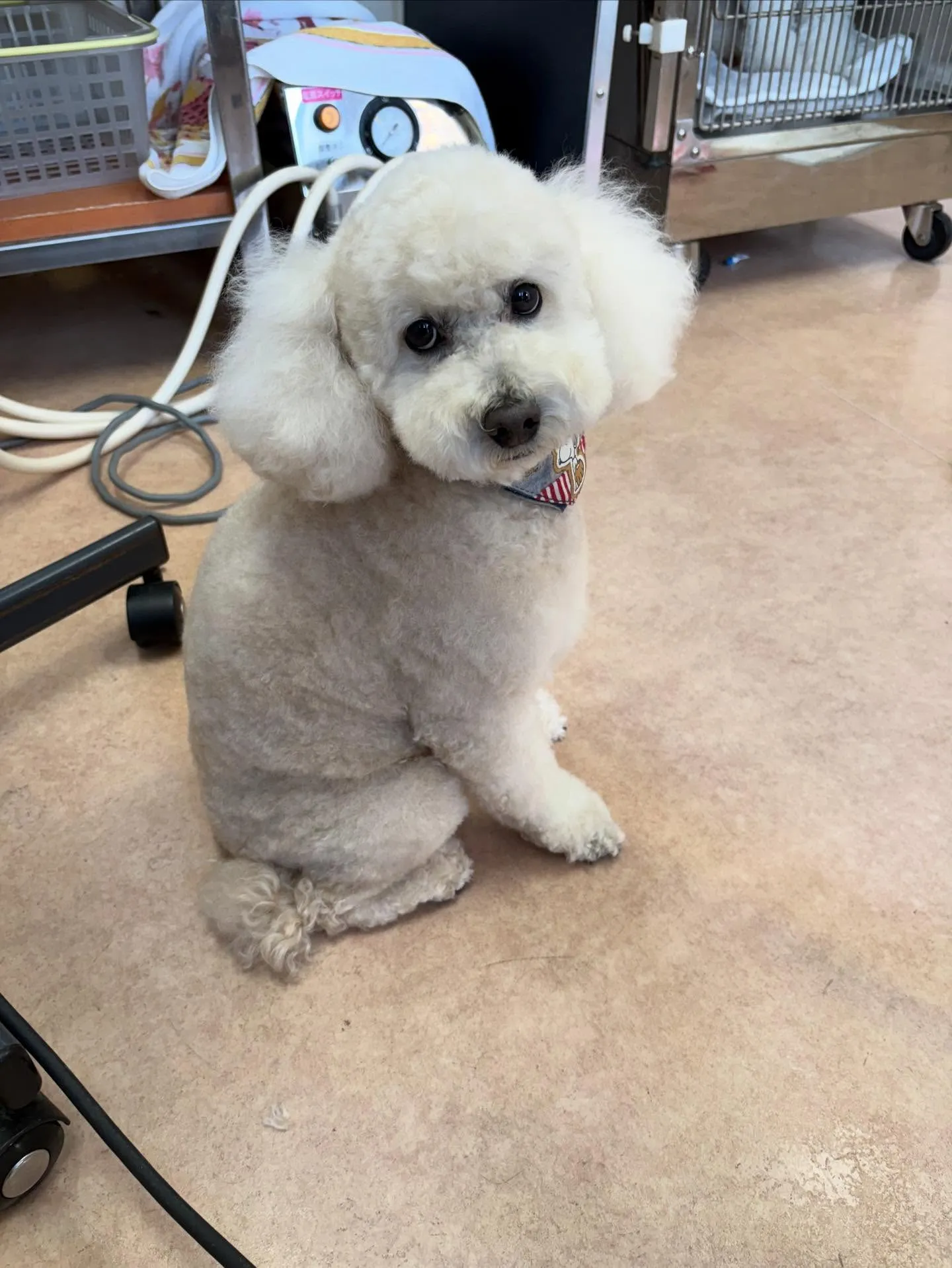 犬のトリミング✂️