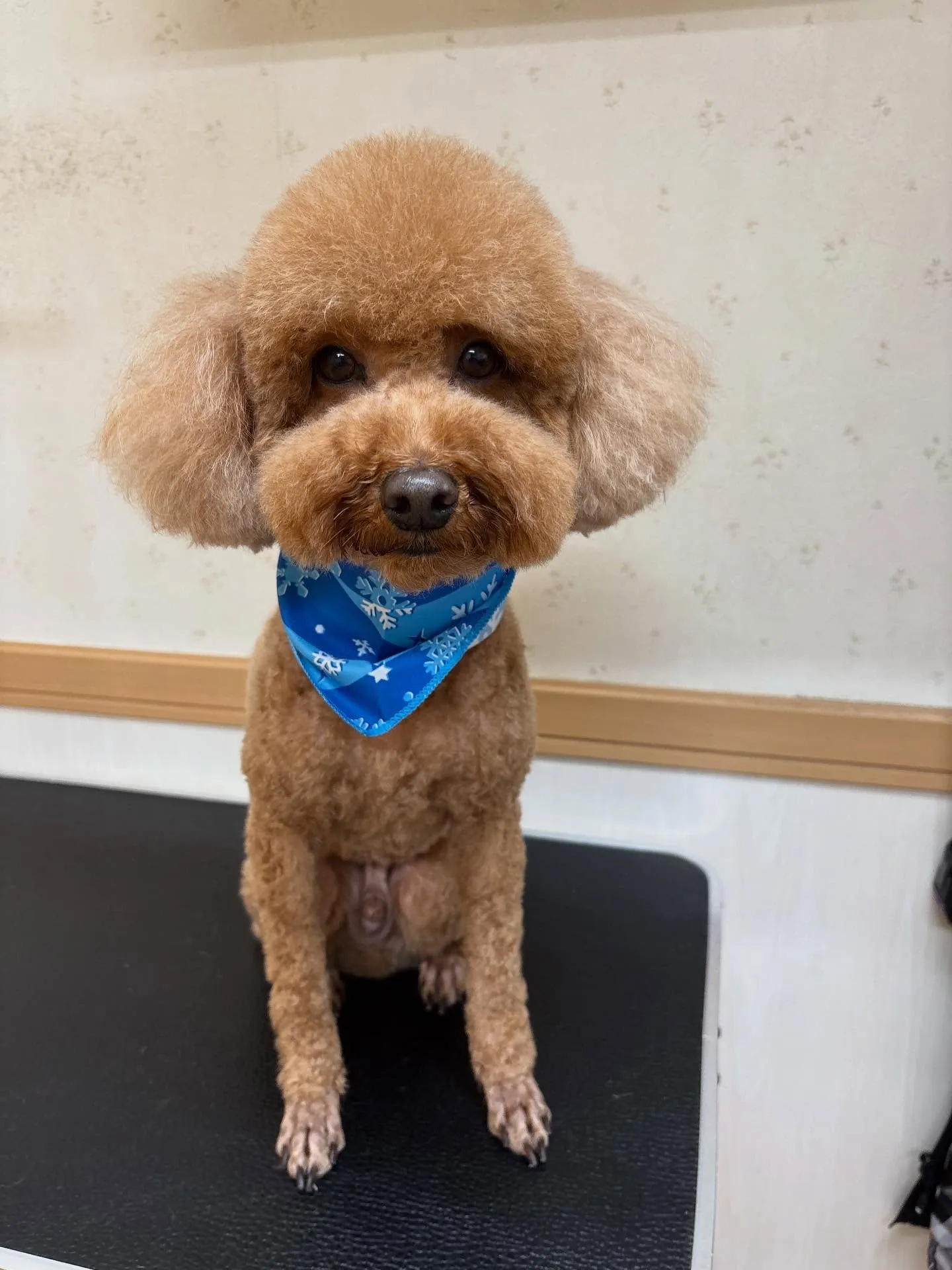 犬のトリミング✂️