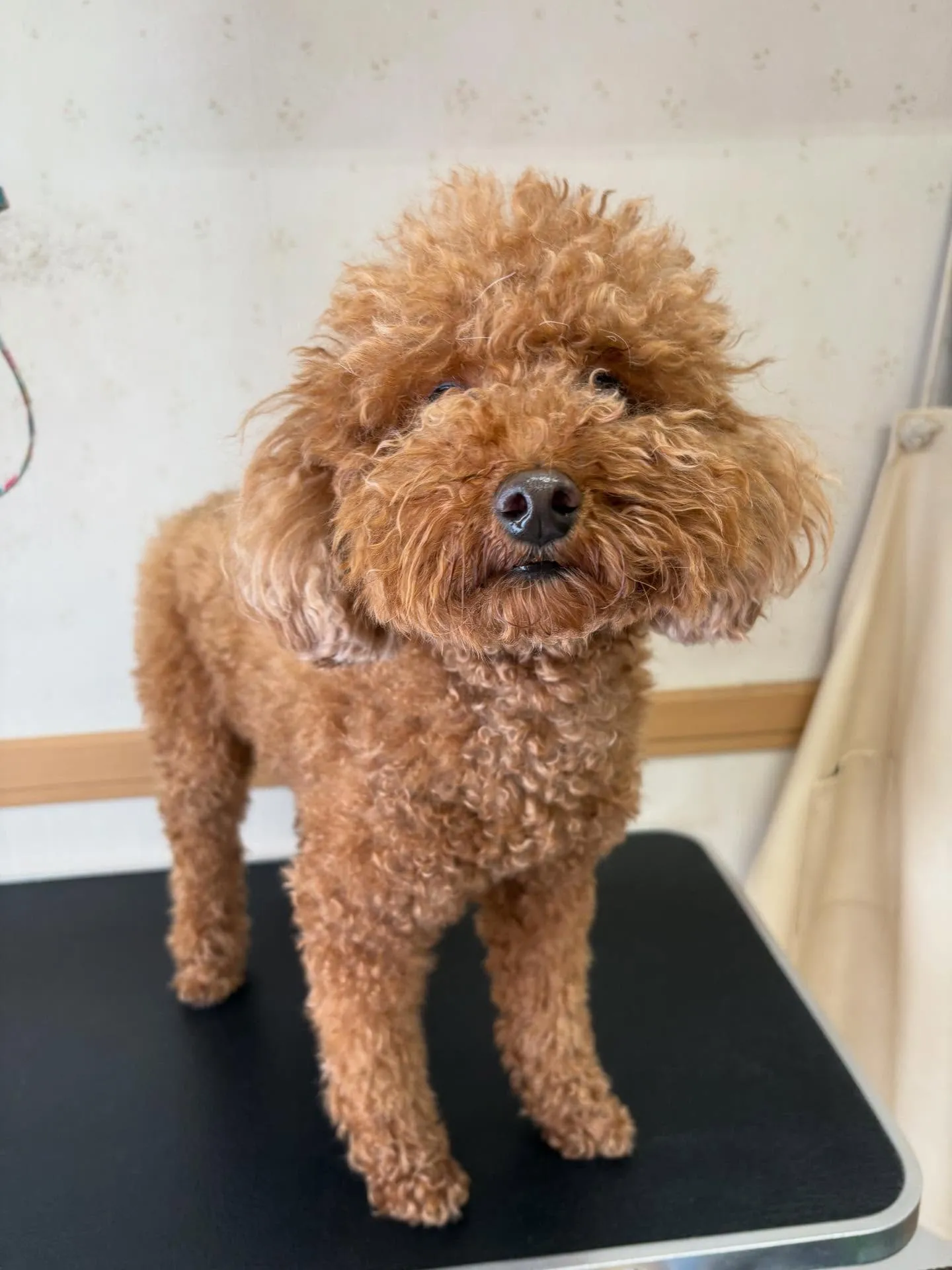 犬のトリミング✂️